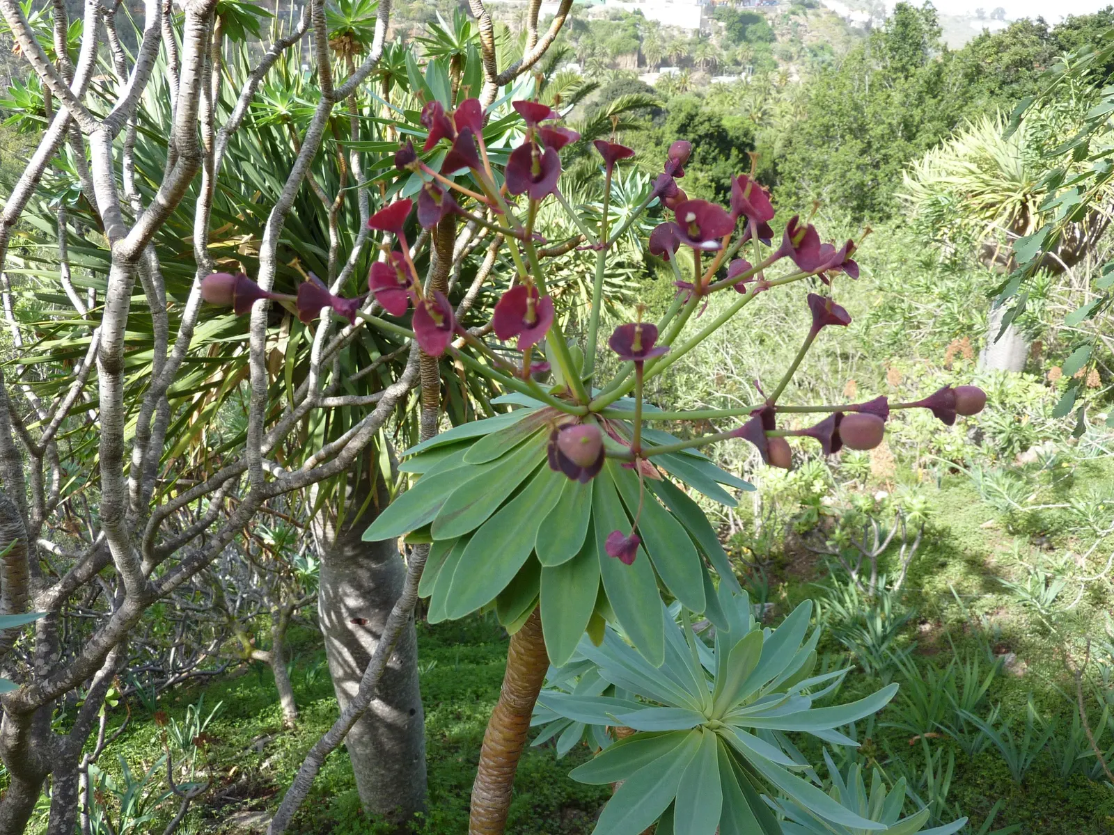 Tabaiba Majorera (Euphorbia Atropurpurea) — Adorned with dark purple, urn-shaped inflorescences in late winter to spring, it adds dramatic color contrast