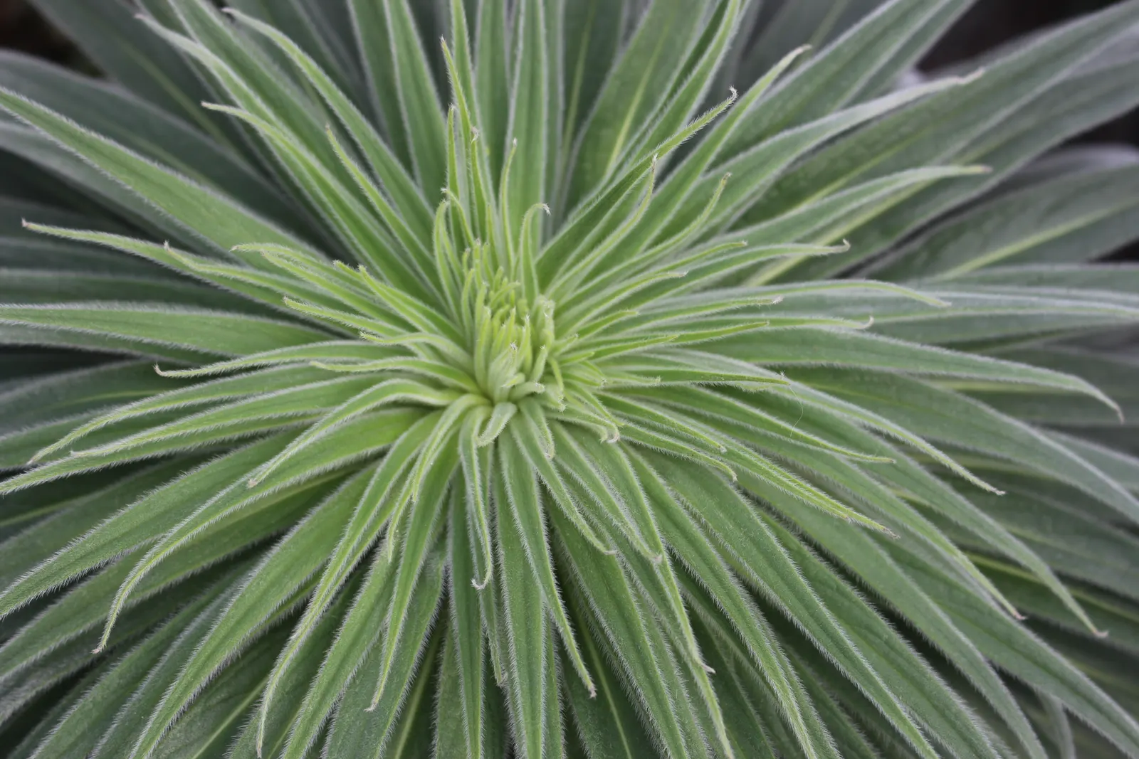 Tabaiba Majorera (Euphorbia Atropurpurea) — This drought-tolerant plant thrives in well-drained soil and full sun; perennial for full or half, image 54