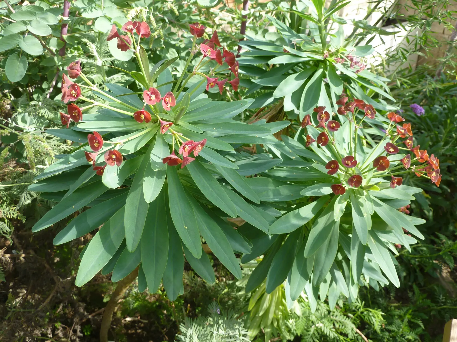 Tabaiba Majorera (Euphorbia Atropurpurea) — Its pronounced form and color can be used to create dramatic visual effects in rock gardens