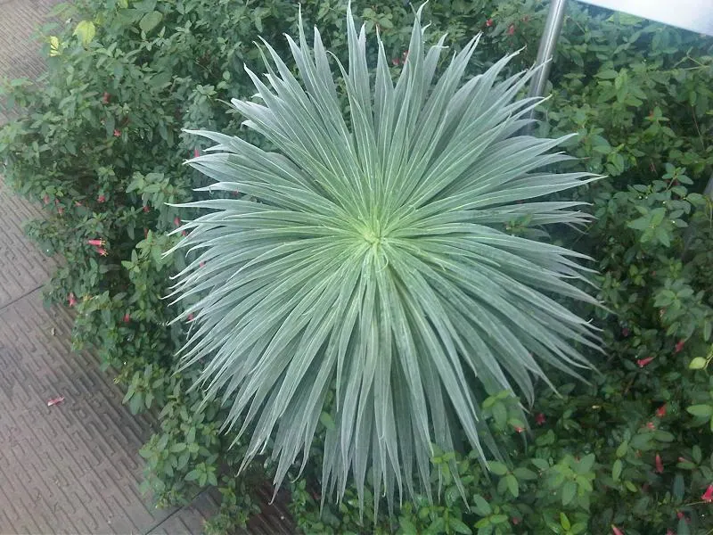 Tabaiba Majorera (Euphorbia Atropurpurea) — This drought-tolerant plant thrives in well-drained soil and full sun
