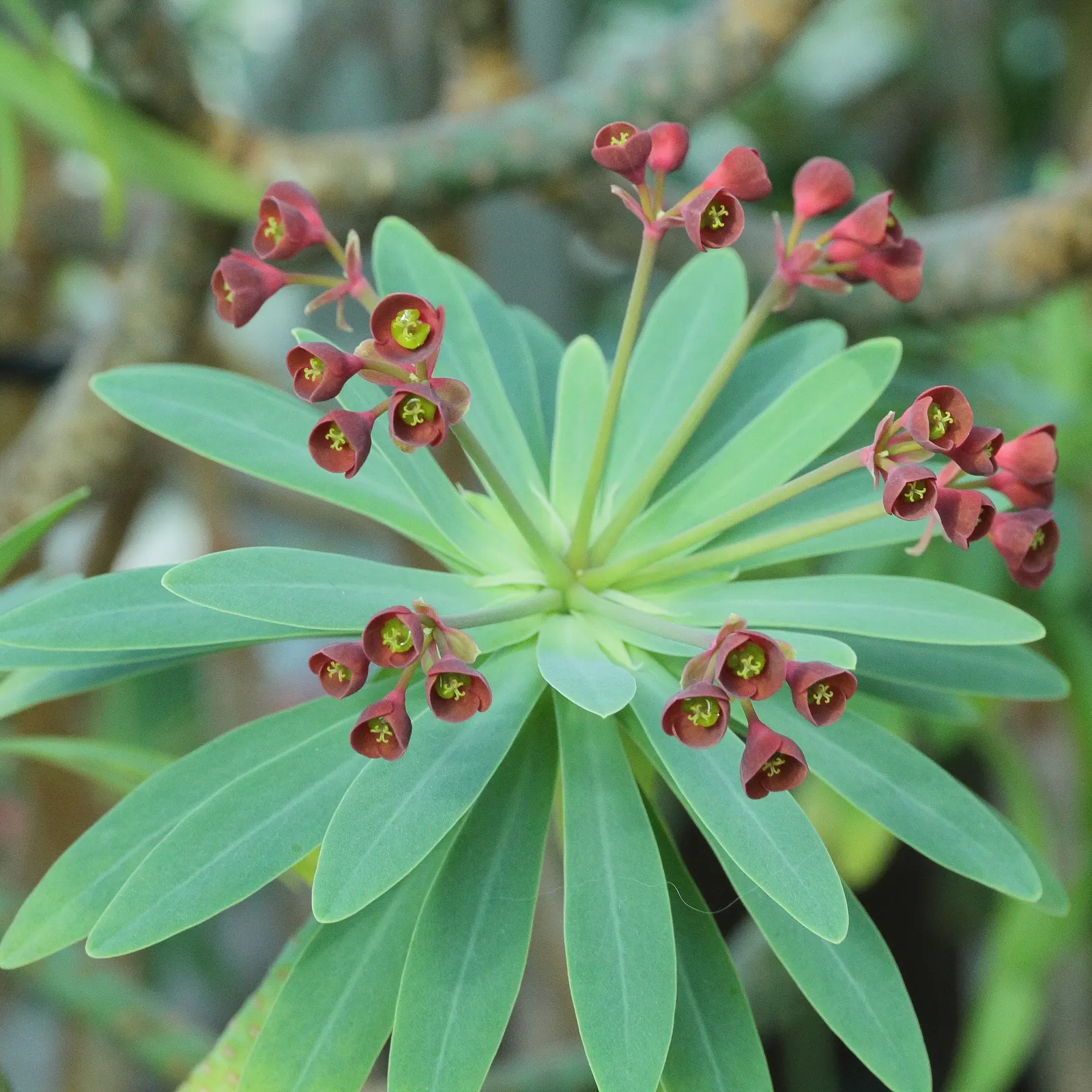 Tabaiba Majorera (Euphorbia Atropurpurea) — or contemporary landscapes; euphorbia atropurpurea, or Tabaiba Majorera, is an eye-catching, perennial shrub