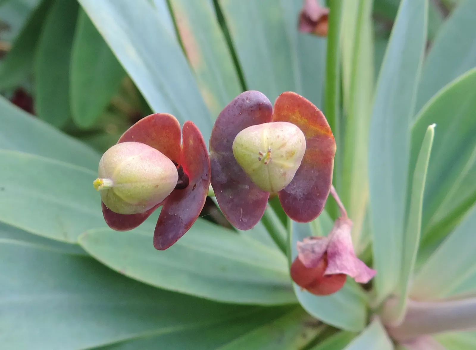 Tabaiba Majorera (Euphorbia Atropurpurea) — The foliage provides a stark contrast against the stems; commonly referred to as Tabaiba Majorera