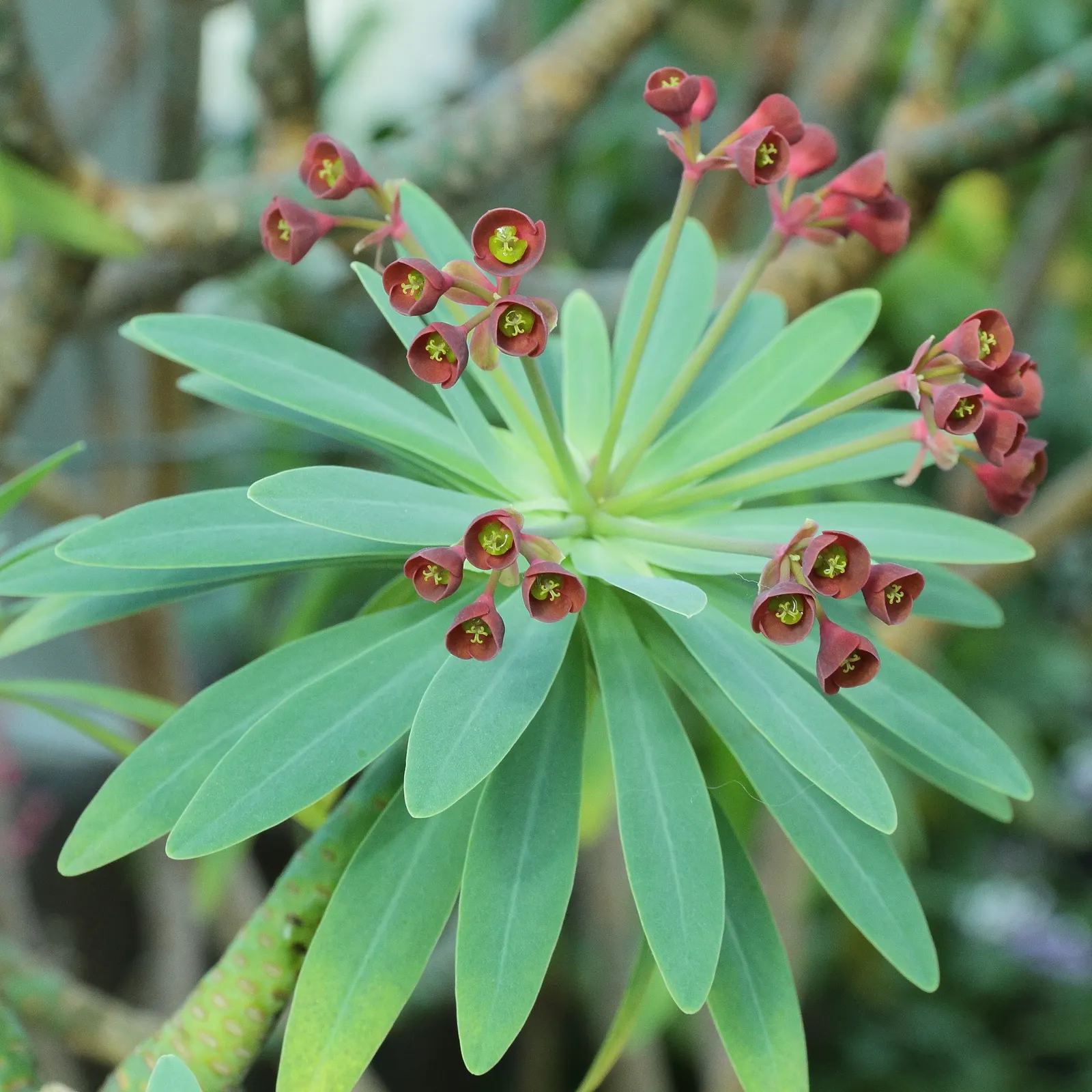 Tabaiba Majorera (Euphorbia Atropurpurea) — It boasts an erect and branching form, reaching up to 6-8 feet tall with a similar spread
