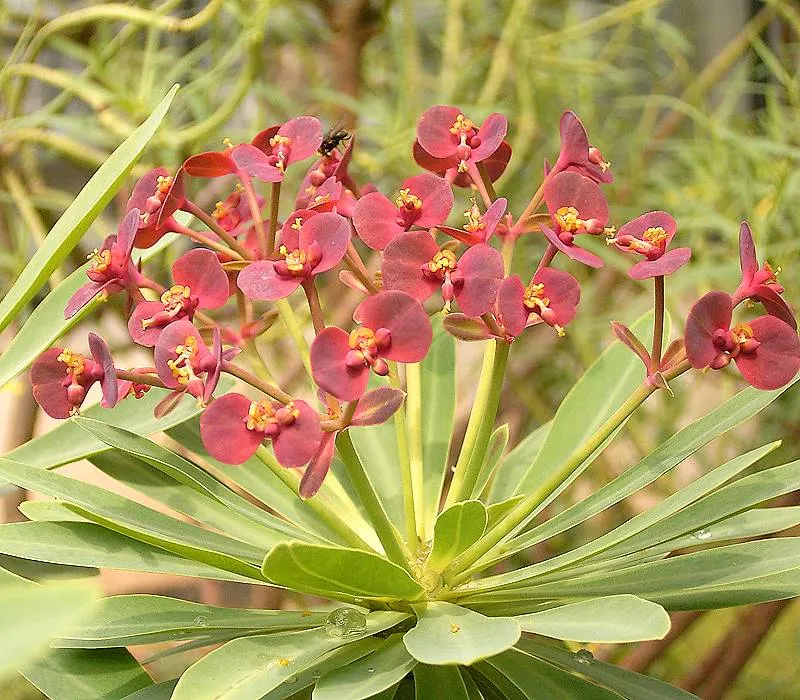 Tabaiba Majorera (Euphorbia Atropurpurea) — Adorned with dark purple, urn-shaped inflorescences in late winter to spring, it adds dramatic color, image 53