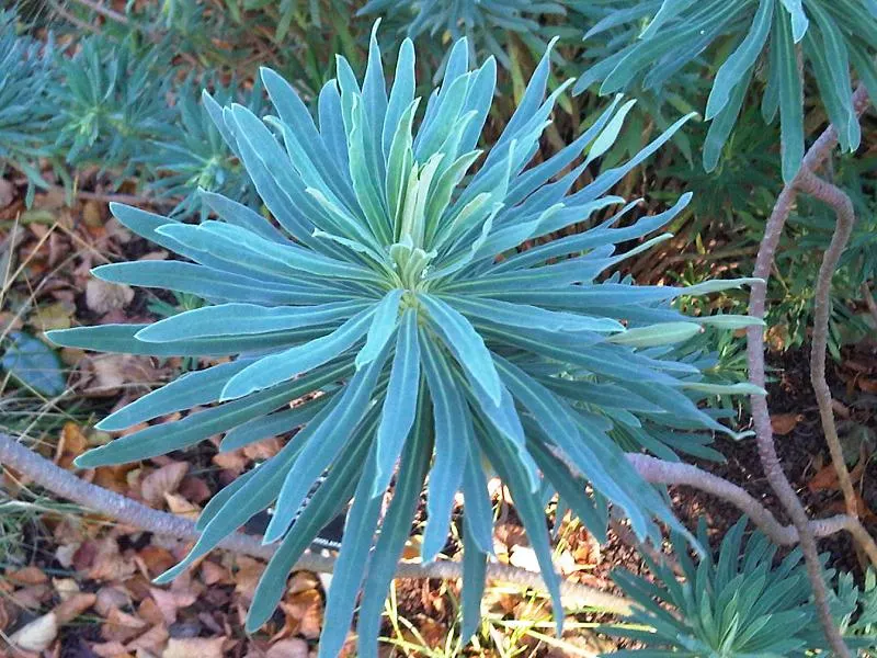 Tabaiba Majorera (Euphorbia Atropurpurea) — requiring minimal maintenance in USDA zones 9-11; is a distinctive succulent shrub endemic to the Canary Islands