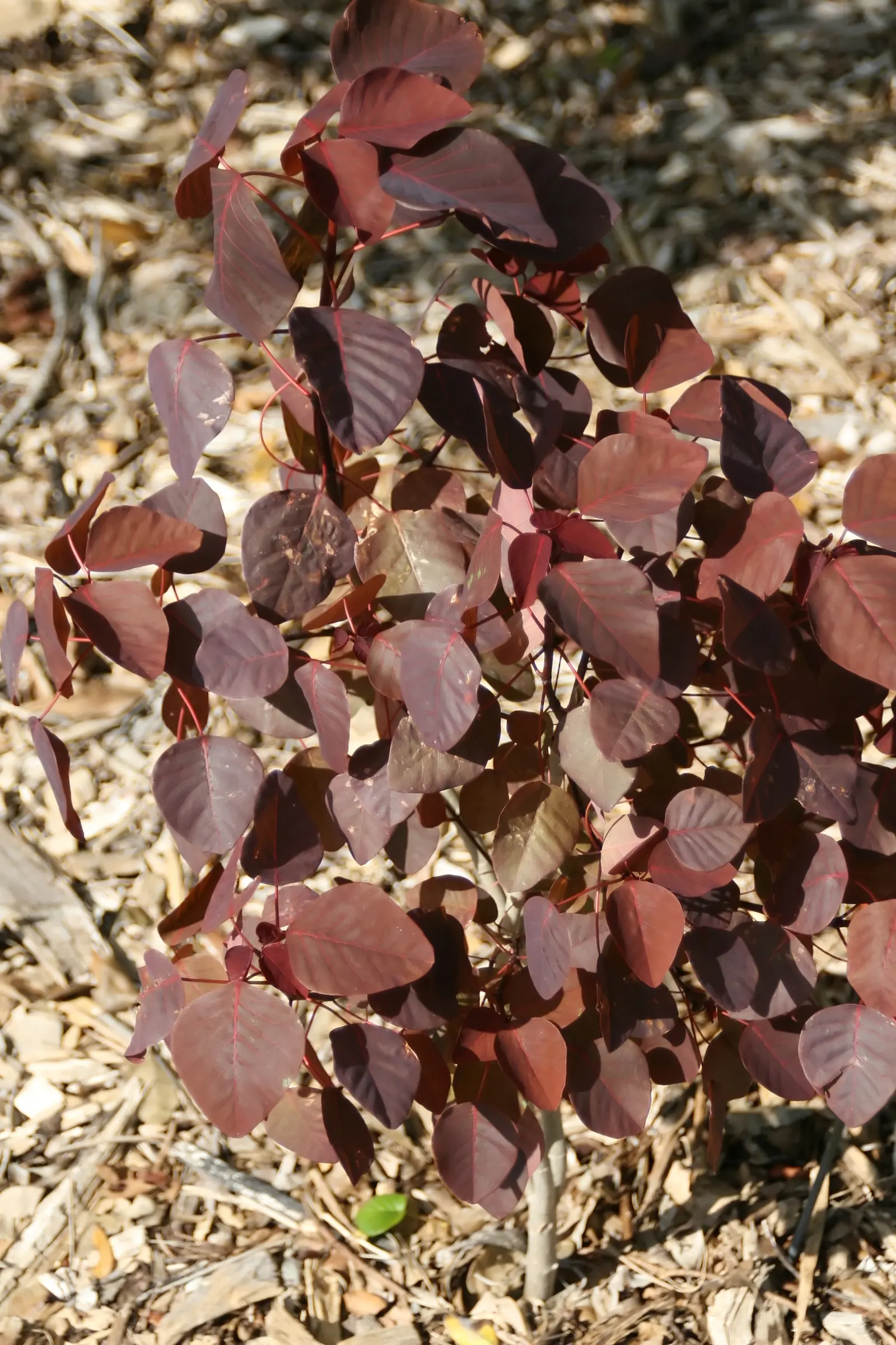 Tabaiba Majorera (Euphorbia Atropurpurea) — Euphorbia atropurpurea, or Tabaiba Majorera, is an eye-catching, perennial shrub endemic to the Canary, image 51