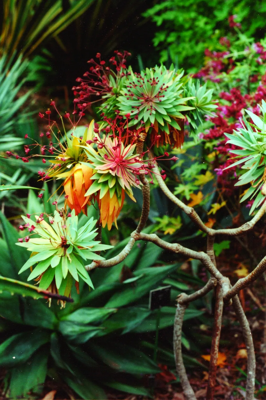 Tabaiba Majorera (Euphorbia Atropurpurea) — A hardy and drought-resistant plant; adorned with dark purple, urn-shaped inflorescences in late winter to spring