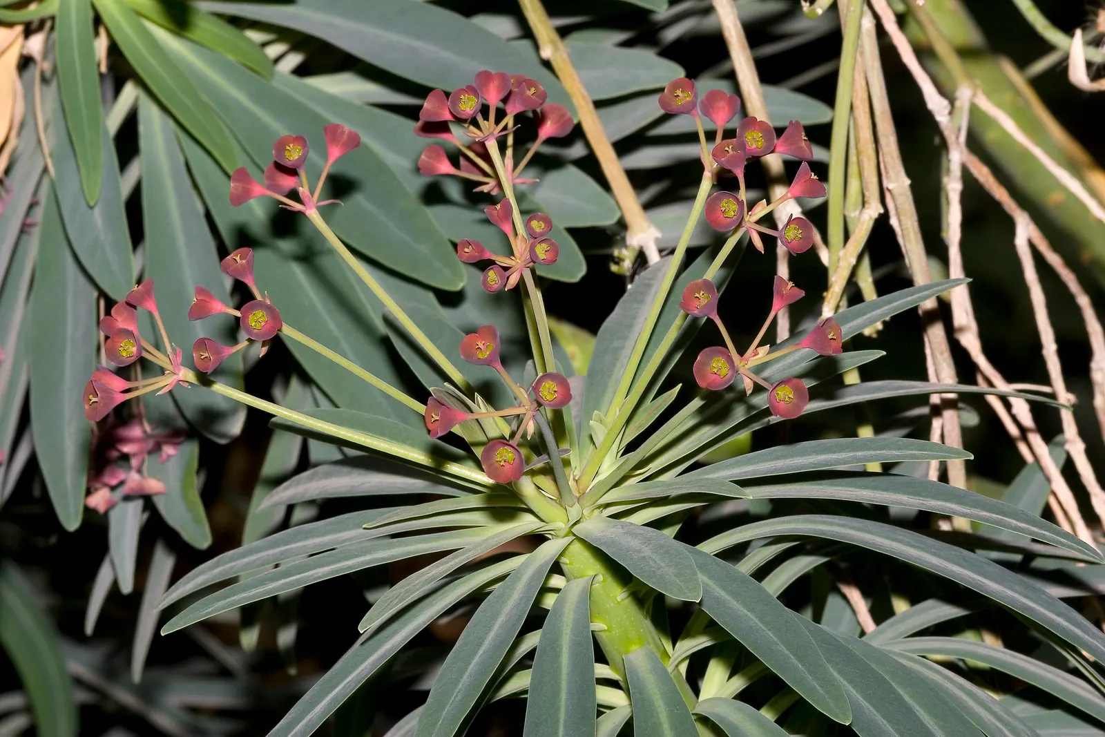 Tabaiba Majorera (Euphorbia Atropurpurea) — spoon-shaped leaves that cluster at the apexes