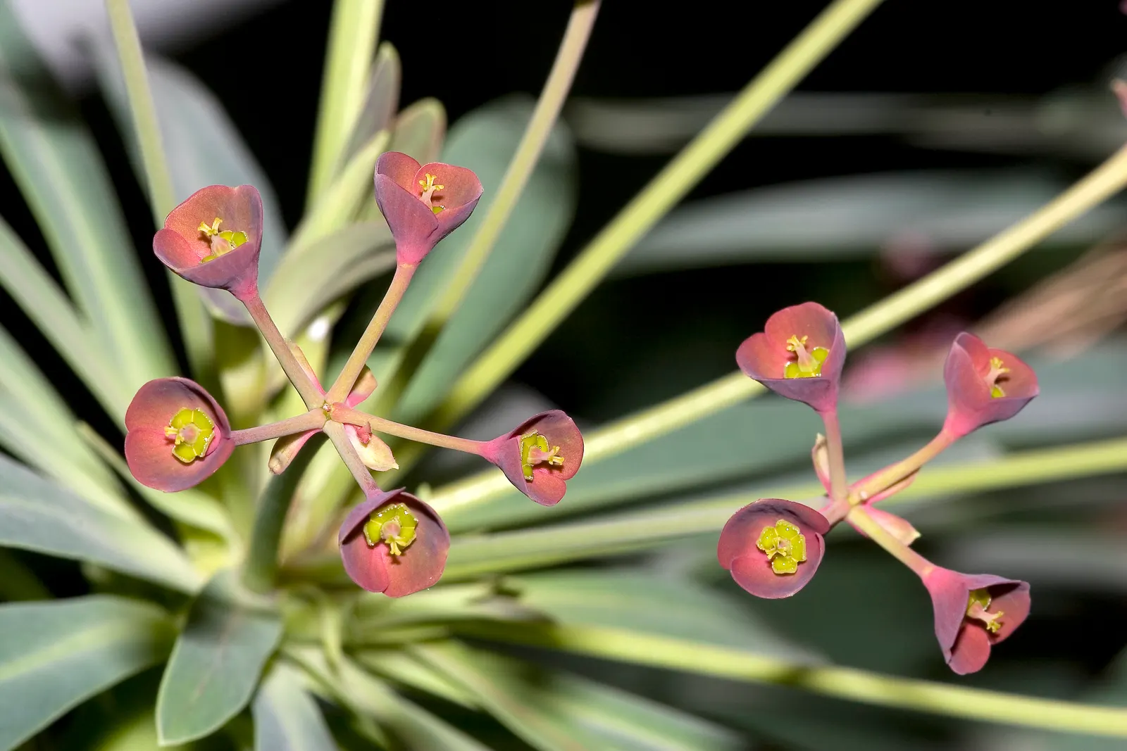 Tabaiba Majorera (Euphorbia Atropurpurea) — especially when new growth emerges with a rich