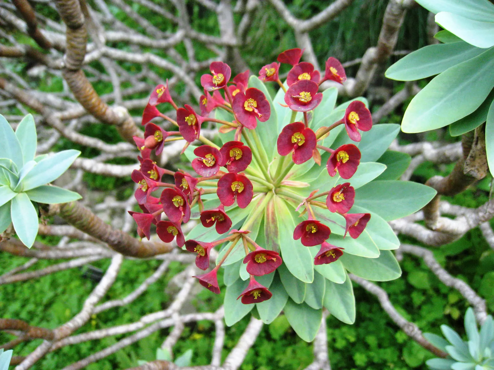 Tabaiba Majorera (Euphorbia Atropurpurea) — especially when new growth emerges with a rich, image 38