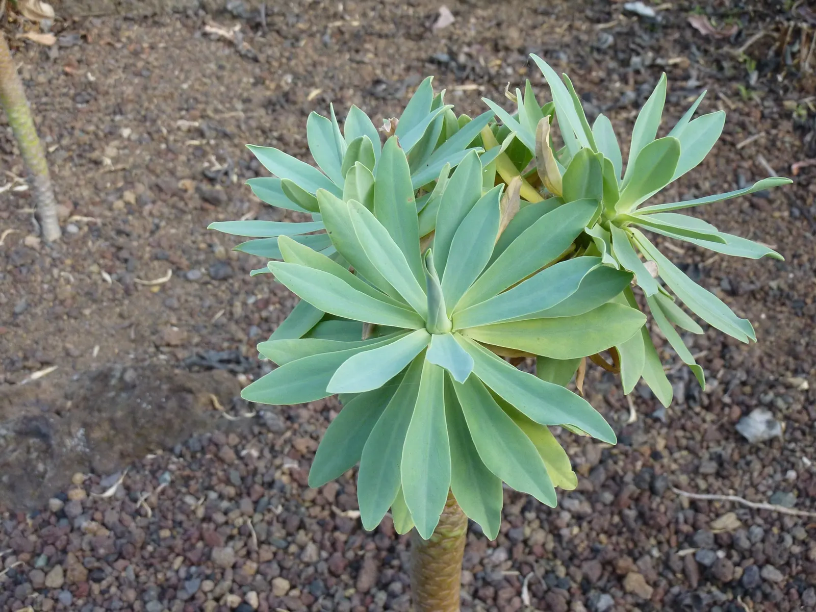 Tabaiba Majorera (Euphorbia Atropurpurea) — A hardy and drought-resistant plant