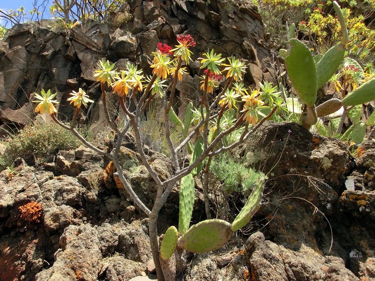 Tabaiba Majorera (Euphorbia Atropurpurea) — It thrives in full sun and well-draining soil; green and multi-colored and red flowers in the garden