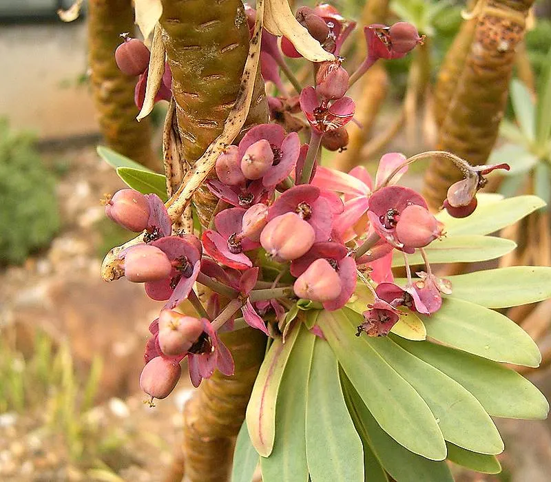 Tabaiba Majorera (Euphorbia Atropurpurea) — commonly referred to as Tabaiba Majorera; from late winter to early spring