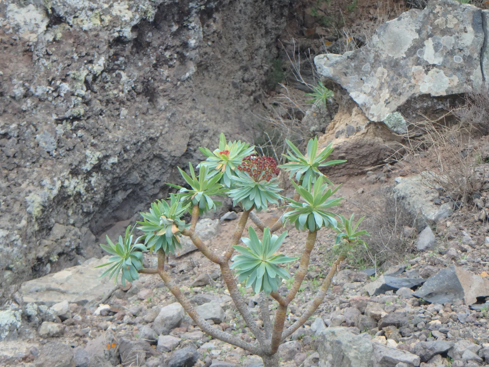 Tabaiba Majorera (Euphorbia Atropurpurea) — It thrives in full sun and well-draining soil
