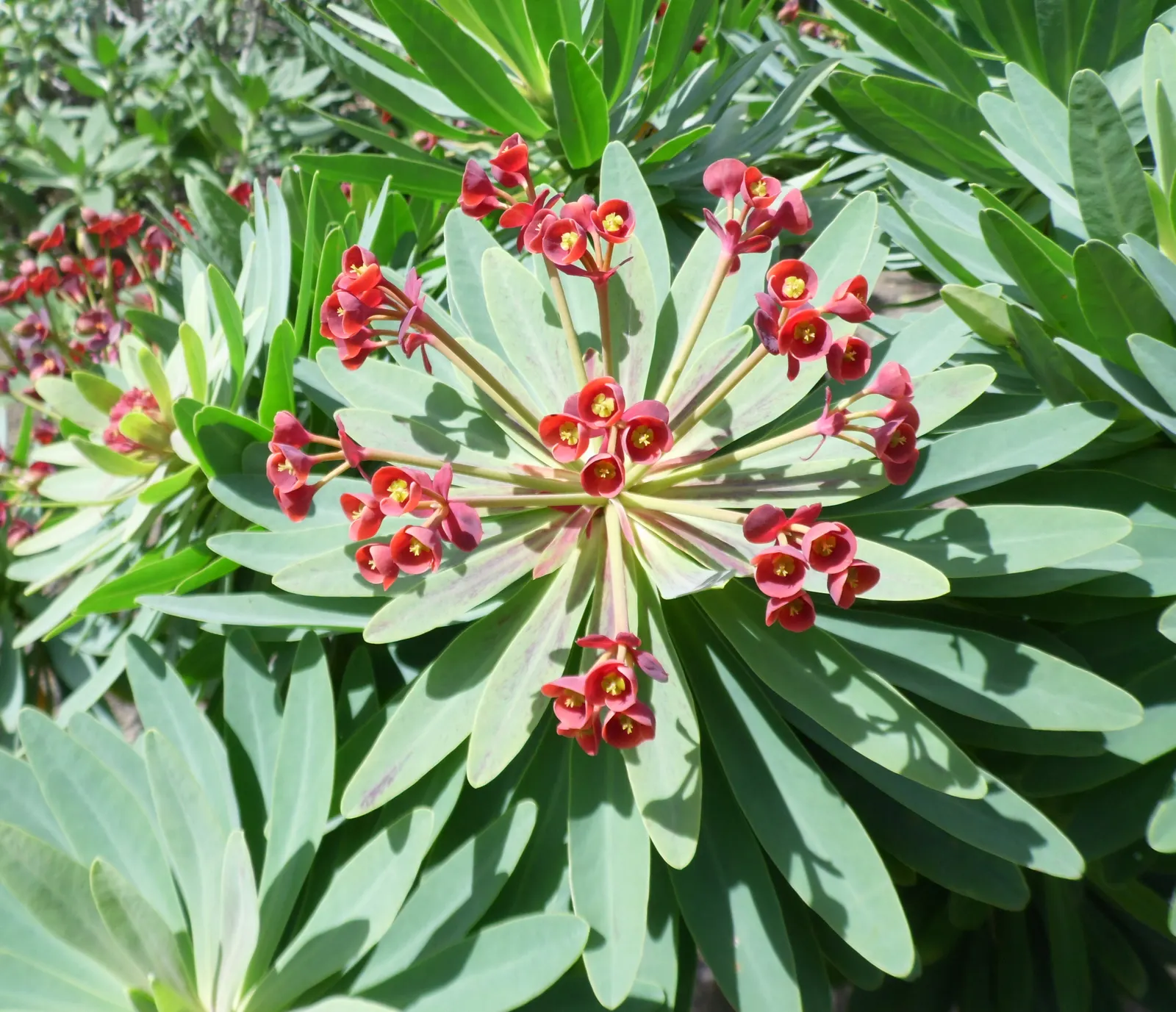 Tabaiba Majorera (Euphorbia Atropurpurea) — it is well-suited for xeriscaping or landscape designs aiming to reduce water usage; it typically reaches heights