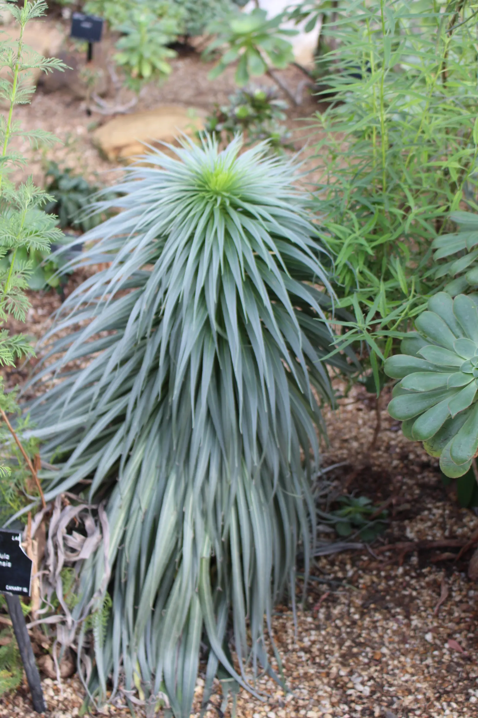 Tabaiba Majorera (Euphorbia Atropurpurea) — perennial with green and multi-colored and red blooms; it produces cylindrical inflorescences of tiny red or