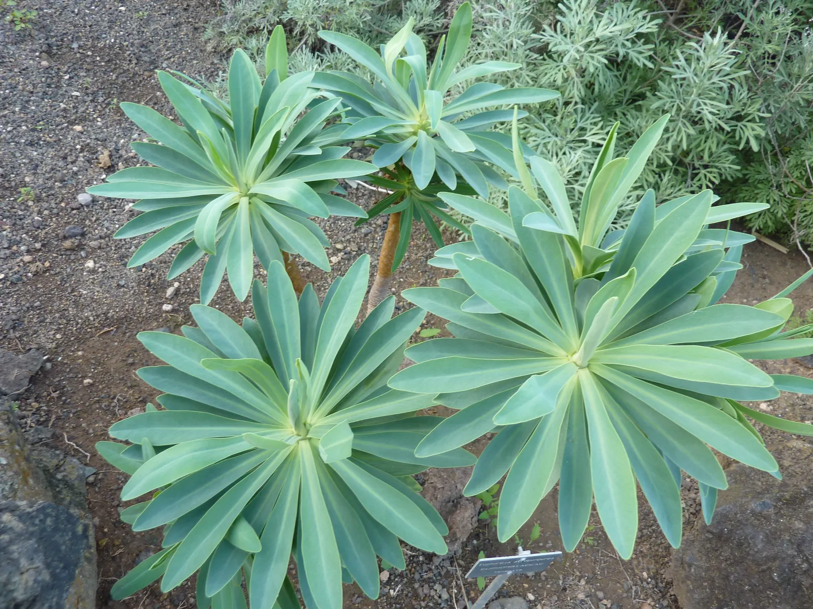 Tabaiba Majorera (Euphorbia Atropurpurea) — it produces cylindrical inflorescences of tiny red or purplish flowers; it boasts an erect and branching form