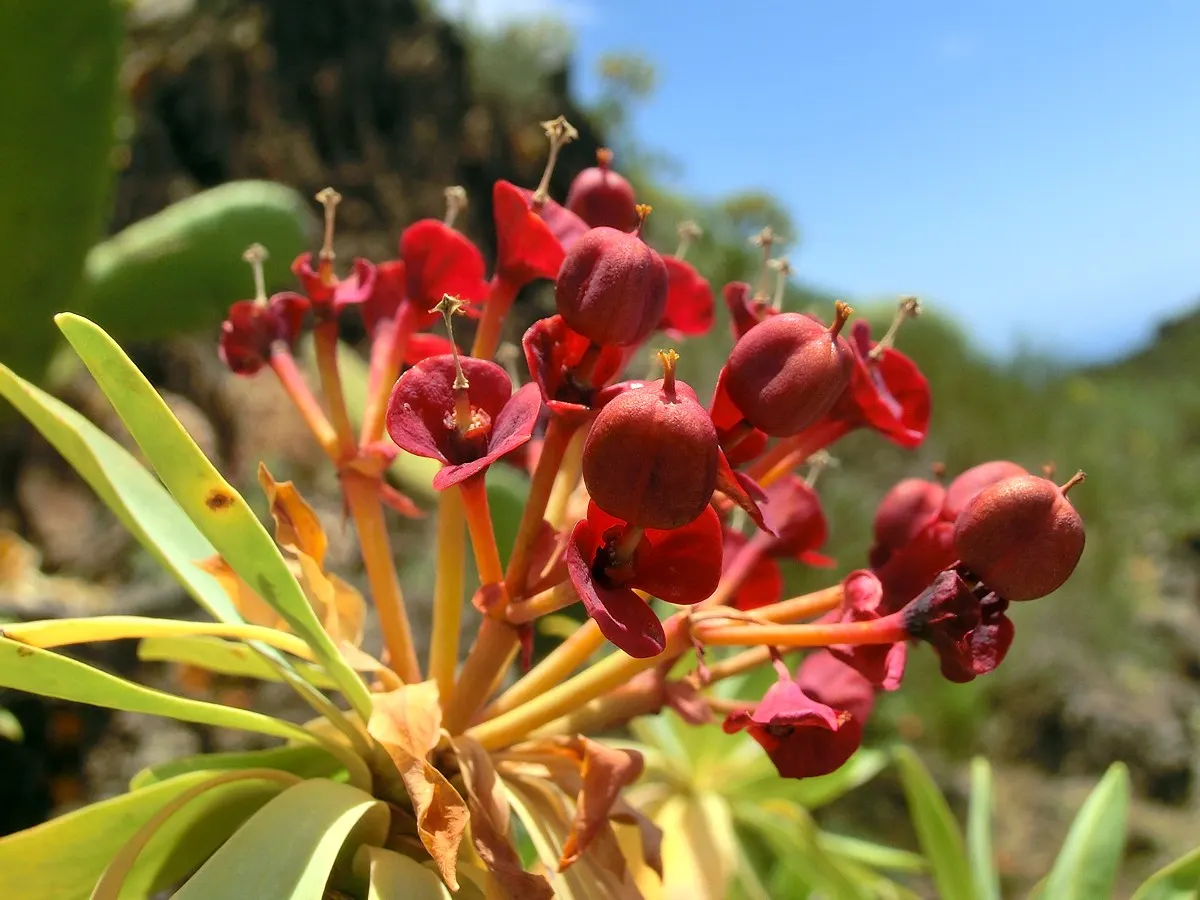 Tabaiba Majorera (Euphorbia Atropurpurea) — green and multi-colored and red flowers in the garden; a hardy and drought-resistant plant