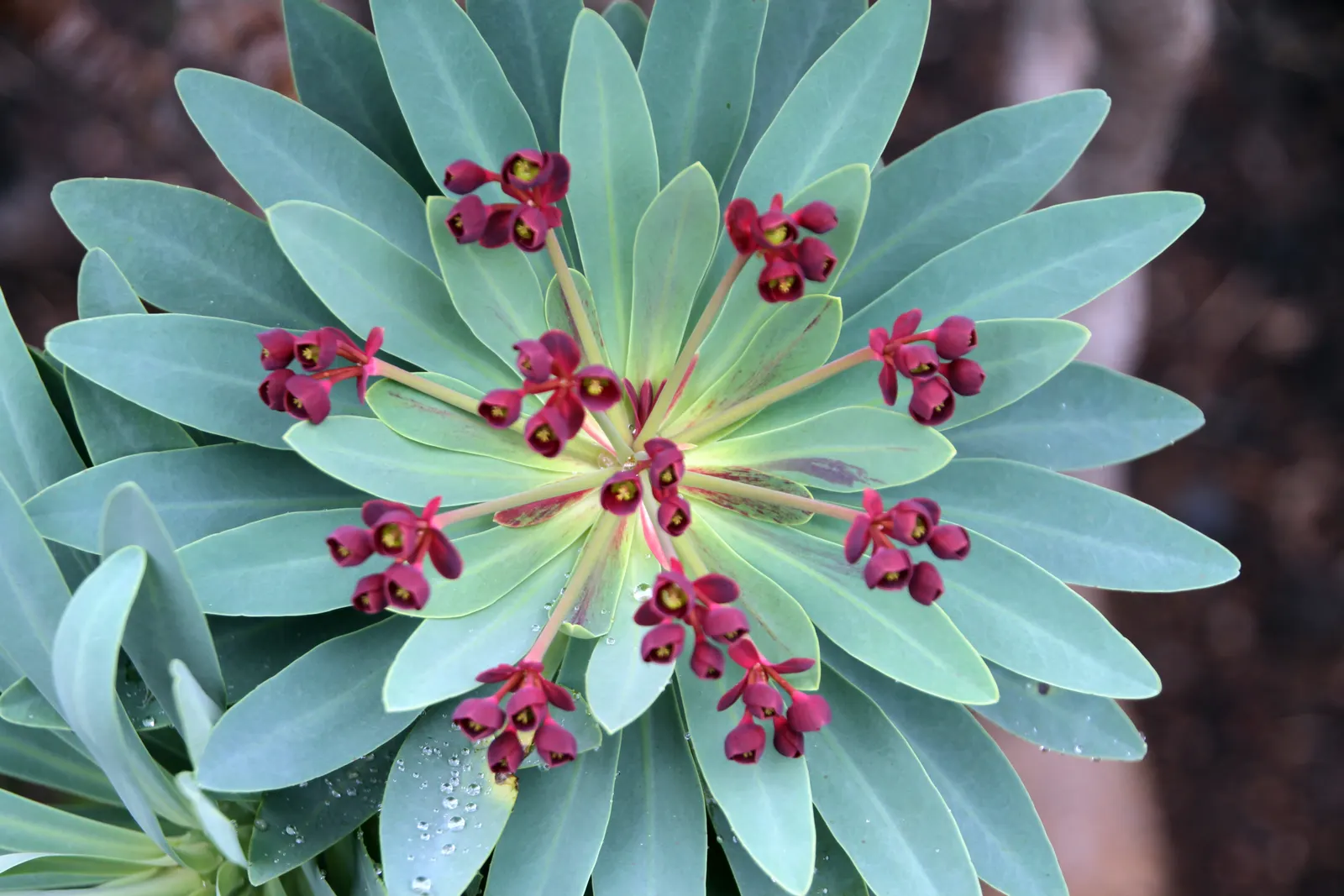 Tabaiba Majorera (Euphorbia Atropurpurea) — Euphorbia atropurpurea, or Tabaiba Majorera, is an eye-catching, perennial shrub endemic to the Canary, image 26