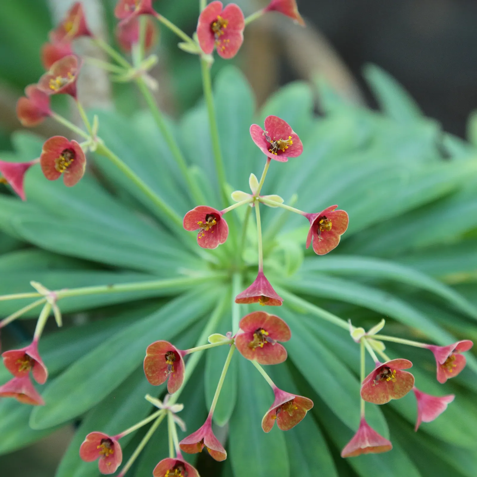 Tabaiba Majorera (Euphorbia Atropurpurea) — or contemporary landscapes