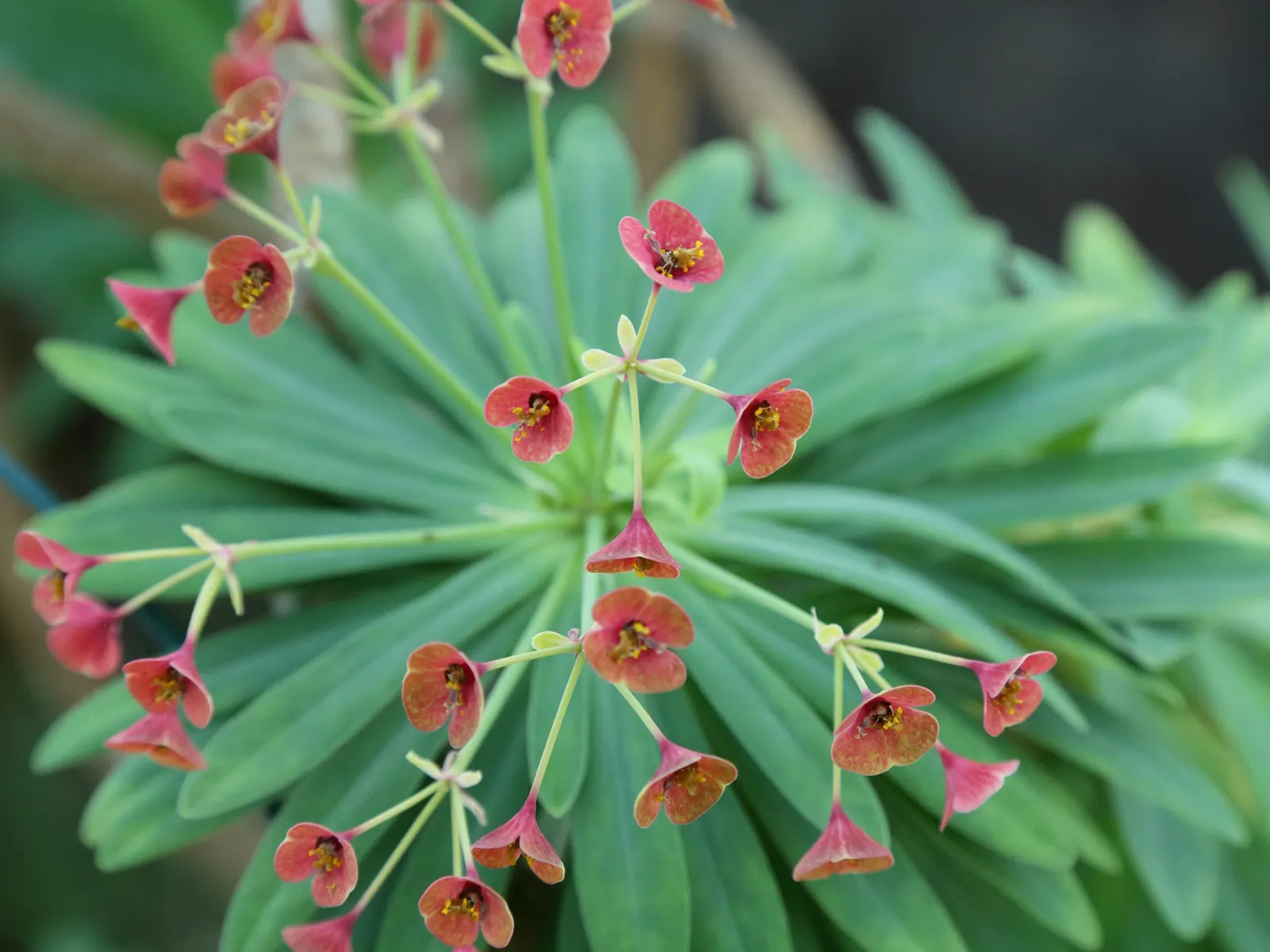 Tabaiba Majorera (Euphorbia Atropurpurea) — the Tabaiba Majorera contains a toxic white latex sap