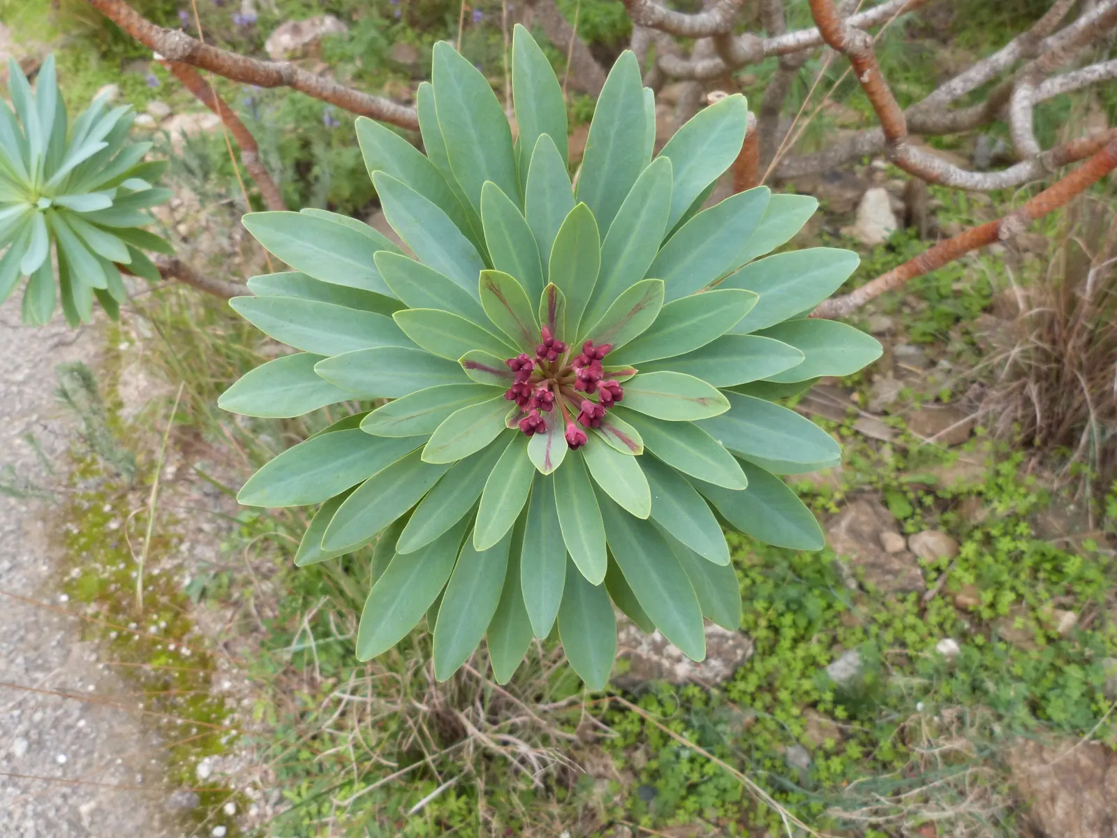 Tabaiba Majorera (Euphorbia Atropurpurea) — The foliage provides a stark contrast against the stems