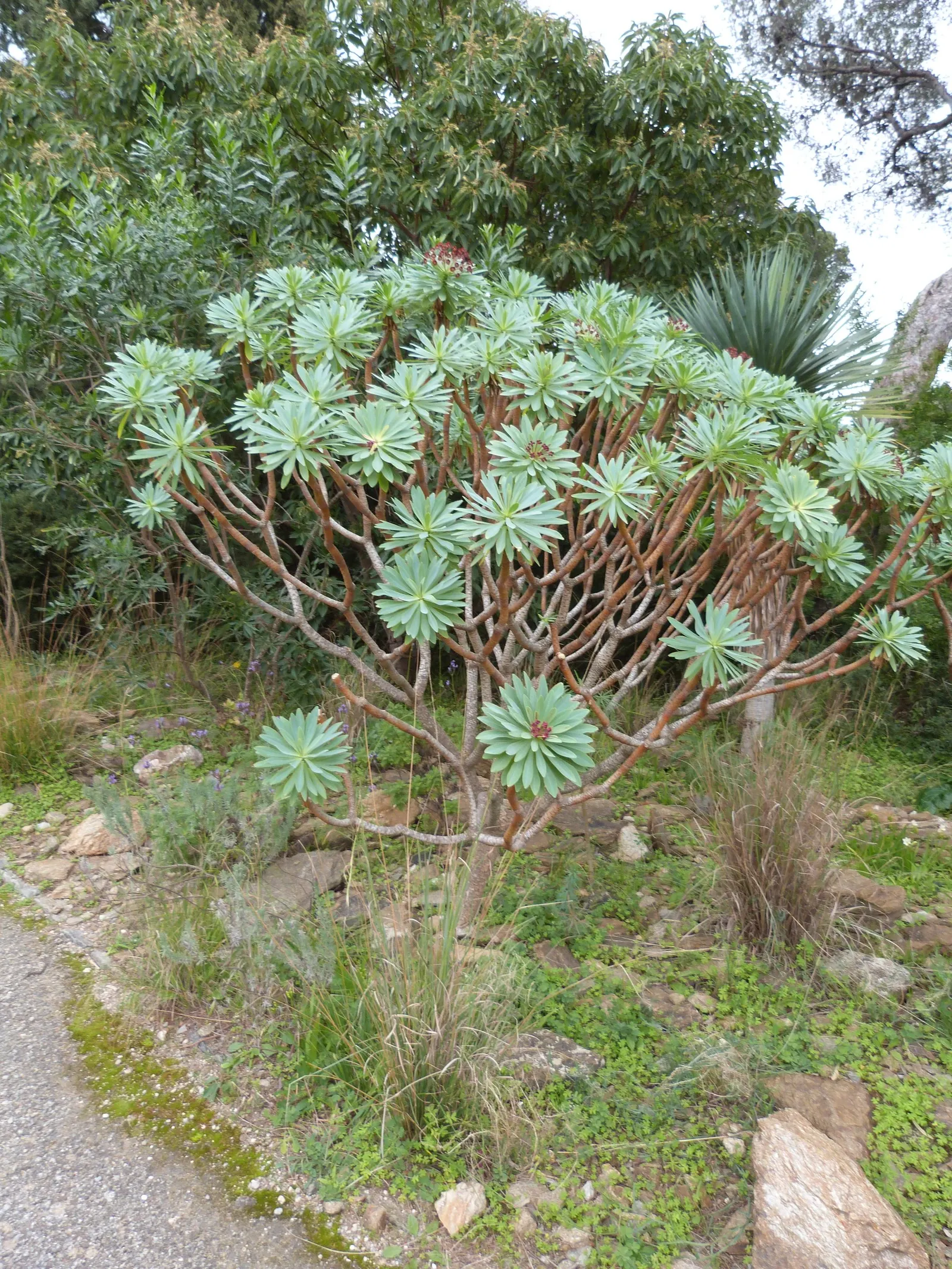 Tabaiba Majorera (Euphorbia Atropurpurea) — From late winter to early spring
