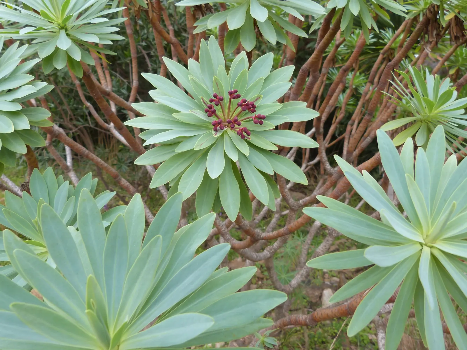 Tabaiba Majorera (Euphorbia Atropurpurea) — commonly referred to as Tabaiba Majorera