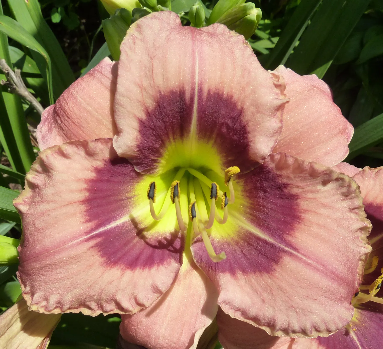Always Afternoon Daylily (Hemerocallis 'Always Afternoon') — drought-tolerant plant prefers full sun to partial shade