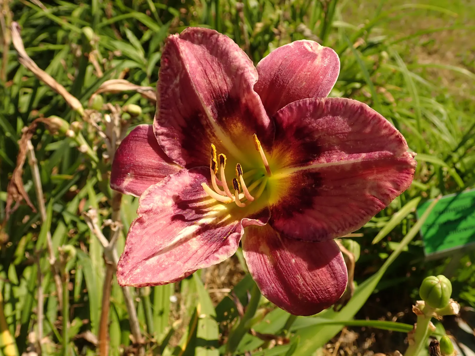 Always Afternoon Daylily (Hemerocallis 'Always Afternoon') — blossoming in early to mid-summer