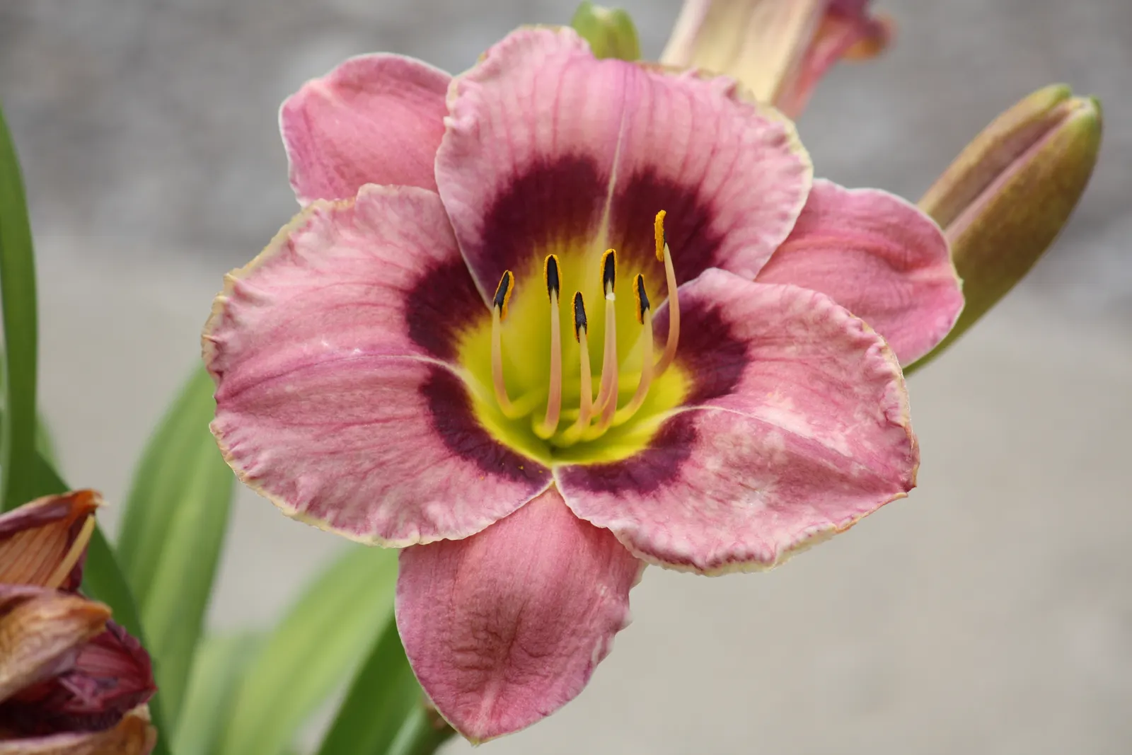 Always Afternoon Daylily (Hemerocallis 'Always Afternoon') — mauve 5.5-inch blooms with a deep plum eye and green throat