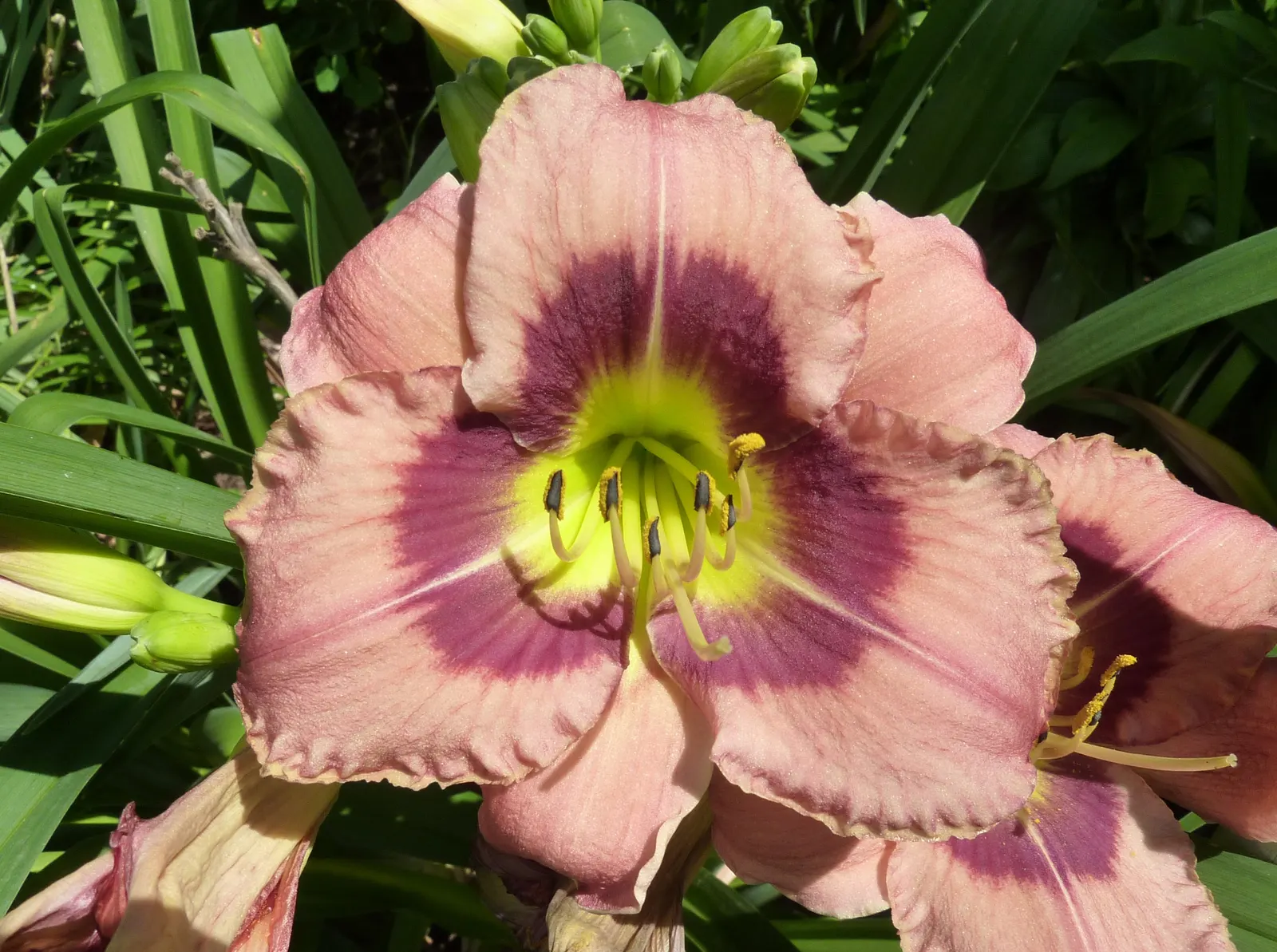 Always Afternoon Daylily (Hemerocallis 'Always Afternoon') — Ideal for US zones 3-9, it reaches 22 inches in height and spans up to 18-24 inches