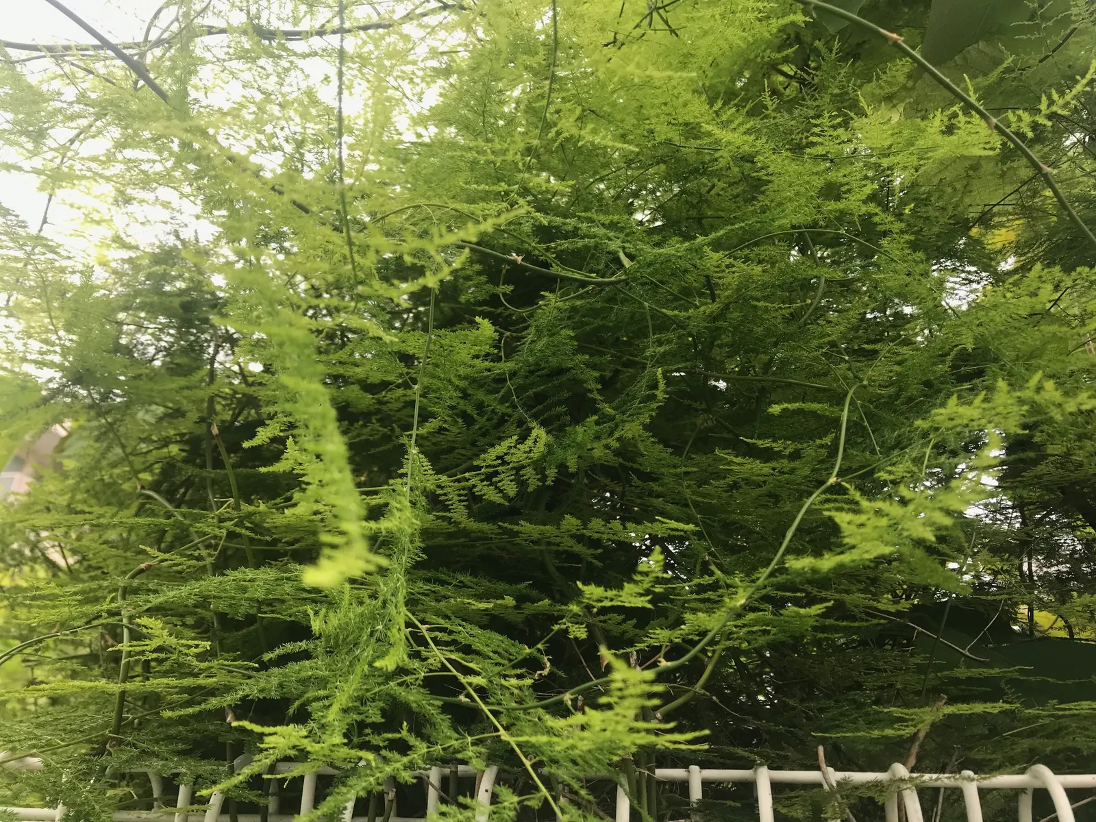 Fern Asparagus (Asparagus Setaceus) — Despite its common name, it's not a true fern, but rather a member of the lily family; the Fern Asparagus, image 74