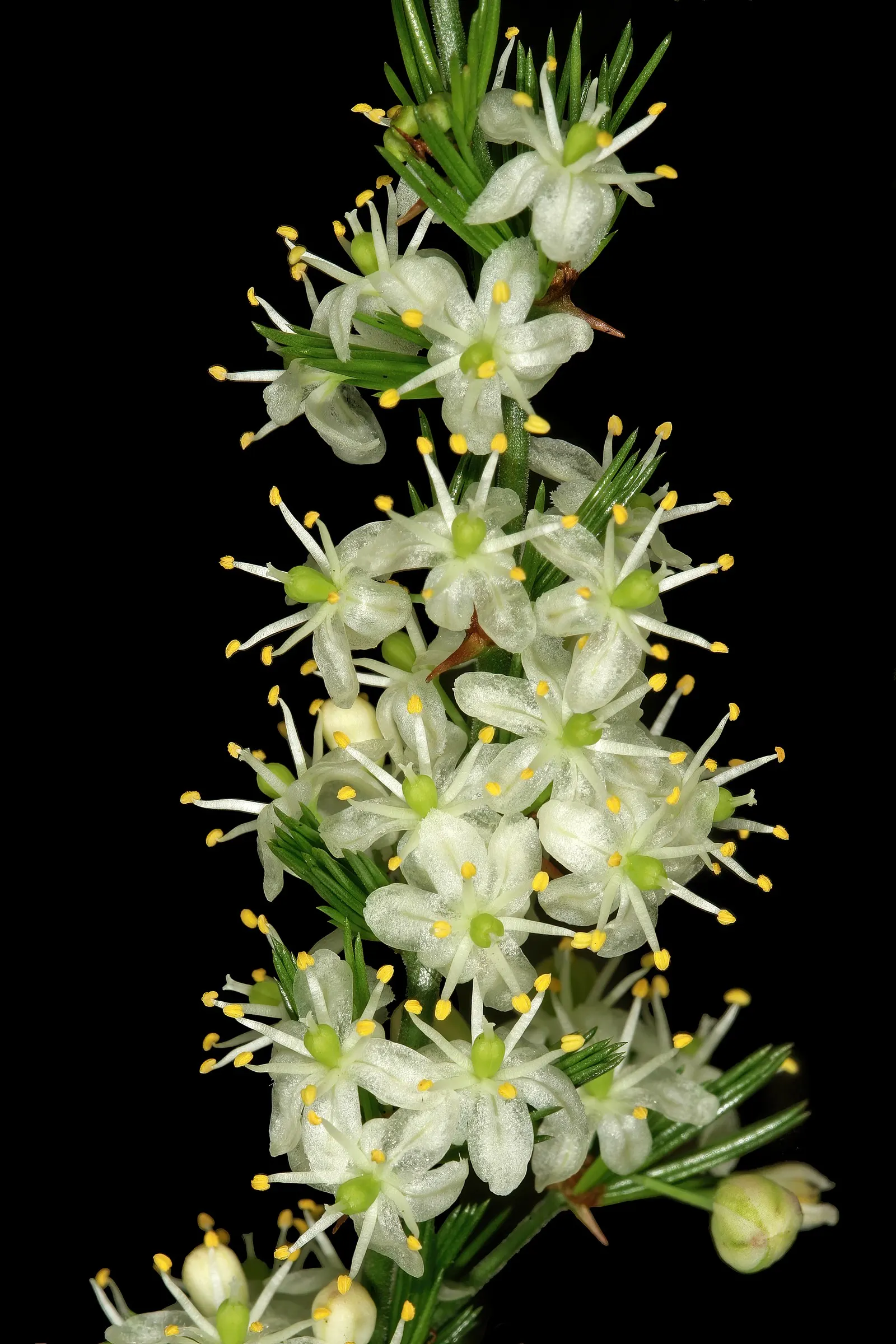 Fern Asparagus (Asparagus Setaceus) — feathery foliage that resembles that of a fern; it prefers well-draining soil, image 46