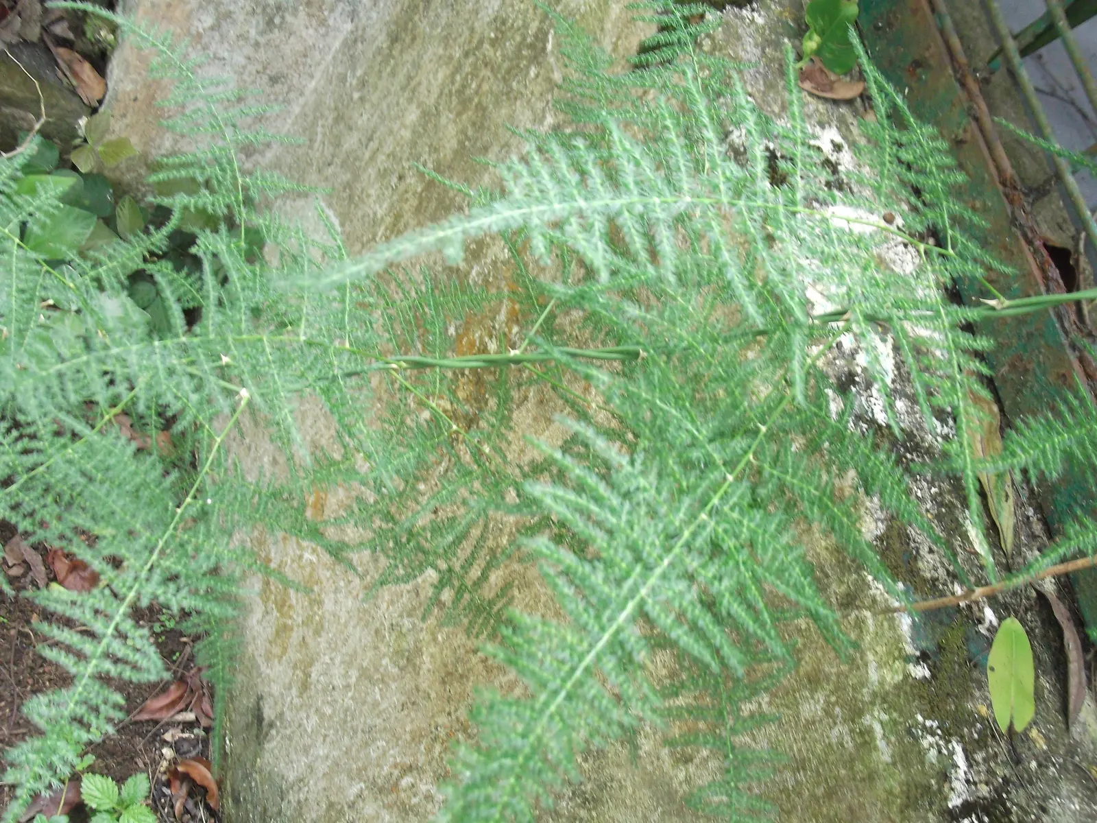 Fern Asparagus (Asparagus Setaceus) — it makes a captivating houseplant or garden accent; this ornamental perennial thrives in USDA hardiness zones, image 48