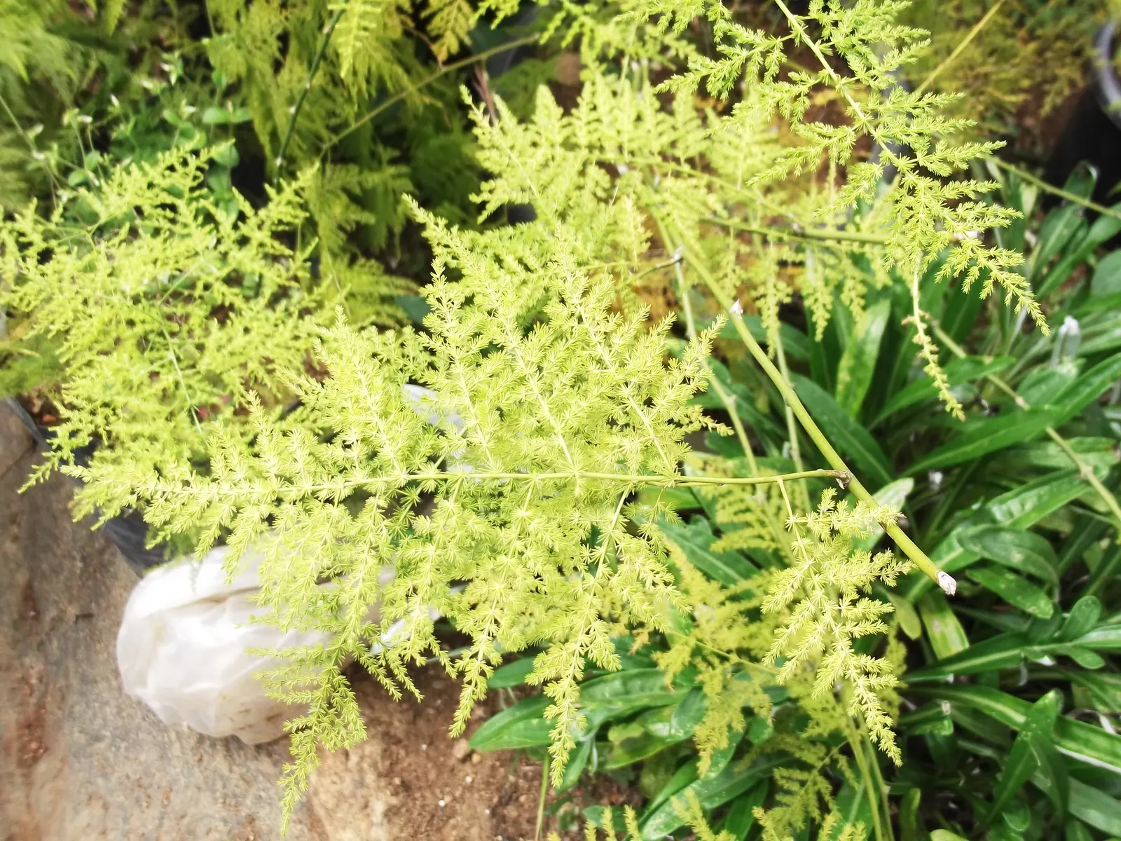 Fern Asparagus (Asparagus Setaceus) — For individual care after planting; commonly known as Fern Asparagus or Plumosa Fern, image 61