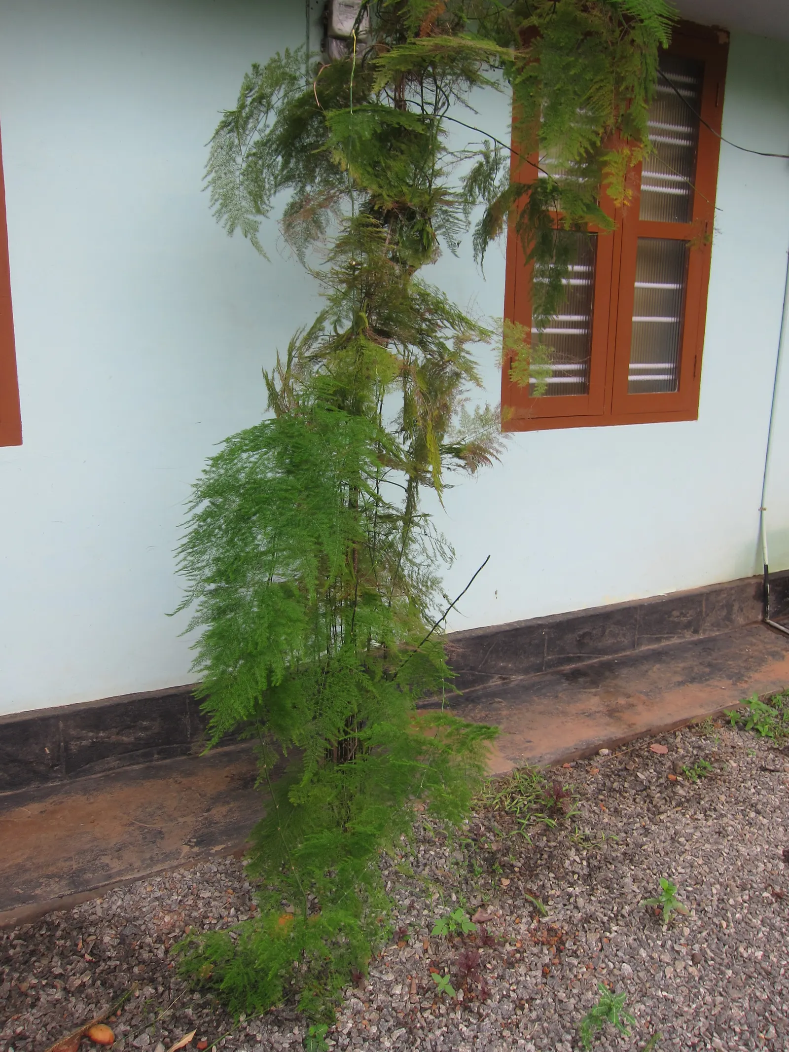 Fern Asparagus (Asparagus Setaceus) — commonly known as Fern Asparagus; it makes a captivating houseplant or garden accent, image 67