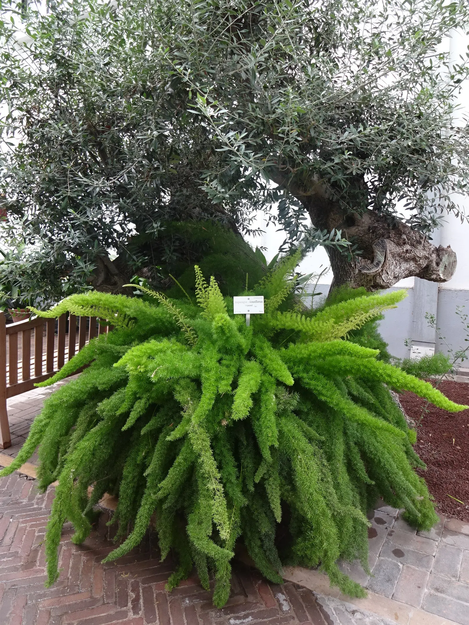 Fern Asparagus (Asparagus Setaceus) — For individual care after planting; commonly known as Fern Asparagus or Plumosa Fern