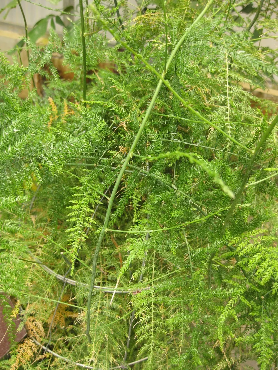Fern Asparagus (Asparagus Setaceus) — consider its delicate texture; so caution should be exercised if pets or small children are present in the garden space