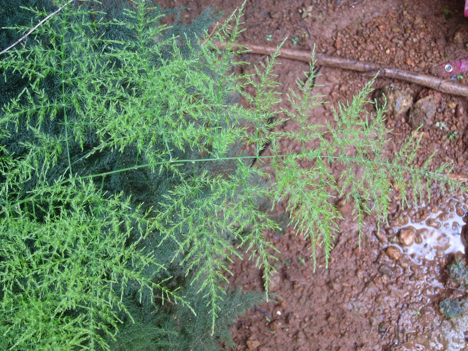 Fern Asparagus (Asparagus Setaceus) — fern / ground cover for full or half or shade; it's important to manage its spread through regular pruning, image 66