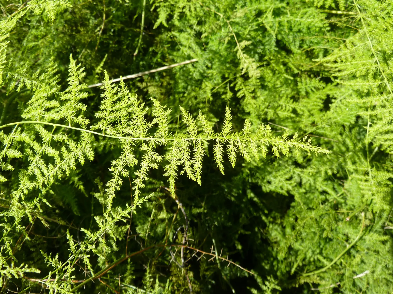 Fern Asparagus (Asparagus Setaceus) — the client should understand that this ornamental plant requires minimal maintenance; it benefits from consistent moisture