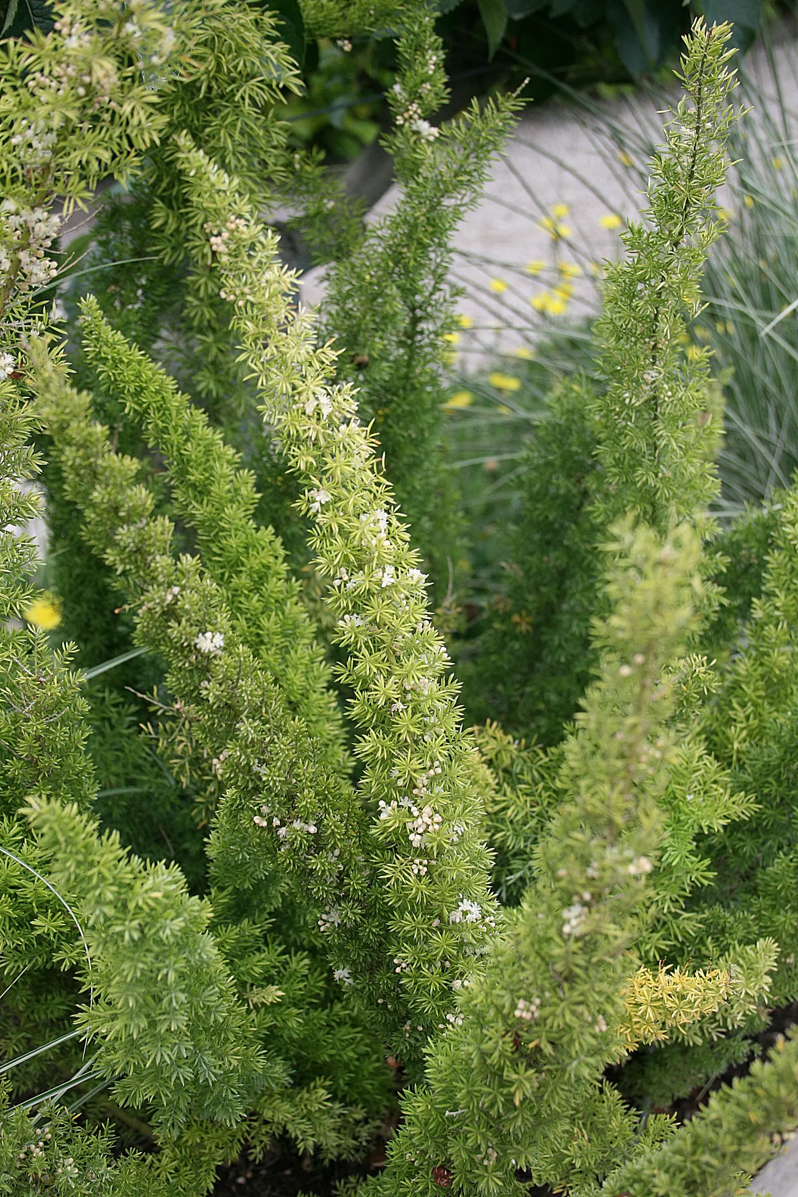 Fern Asparagus (Asparagus Setaceus) — care should be taken to avoid waterlogged soil conditions; is a delicate evergreen perennial that adds a graceful texture