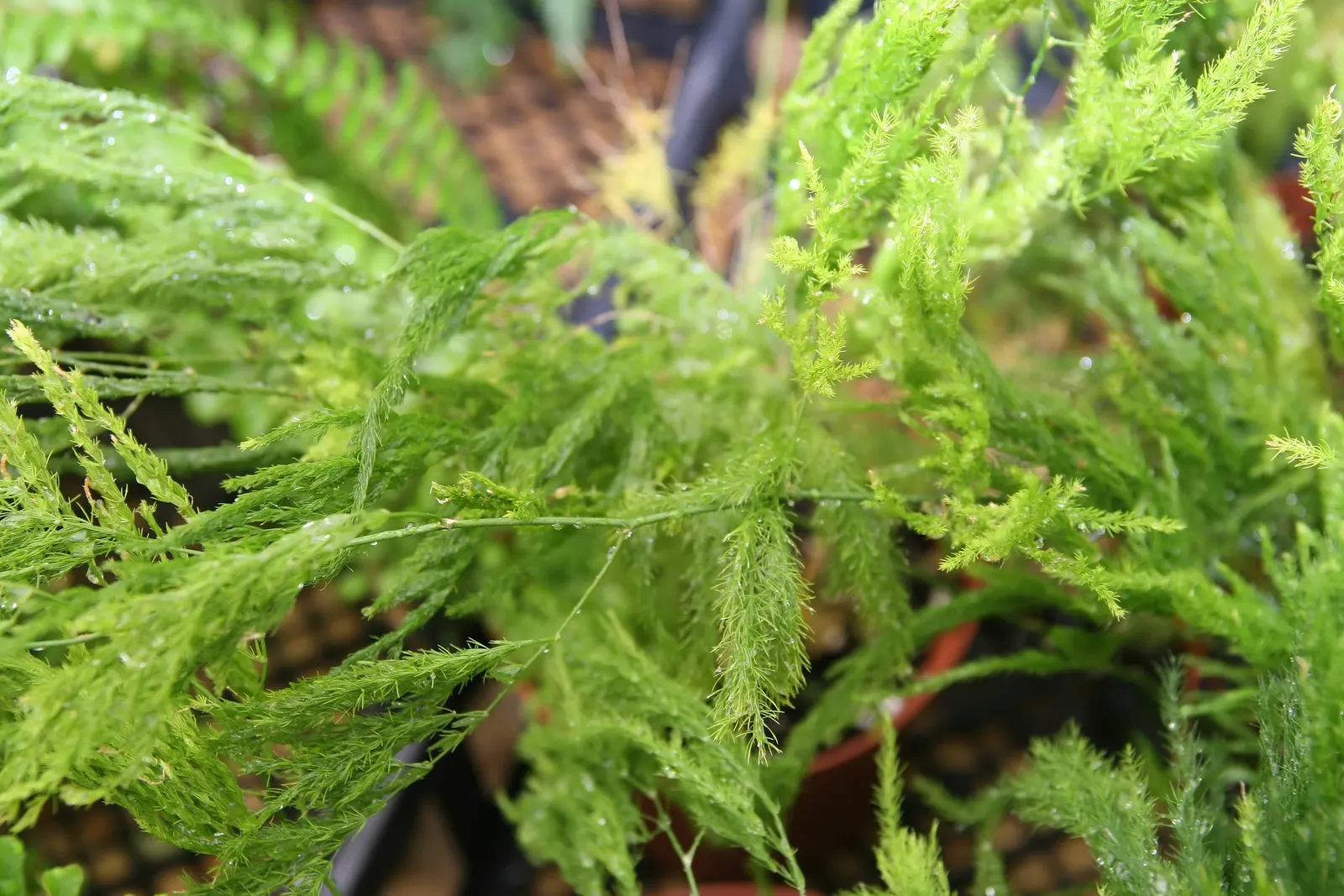 Fern Asparagus (Asparagus Setaceus) — consider its delicate texture; so caution should be exercised if pets or small children are present in the, image 60