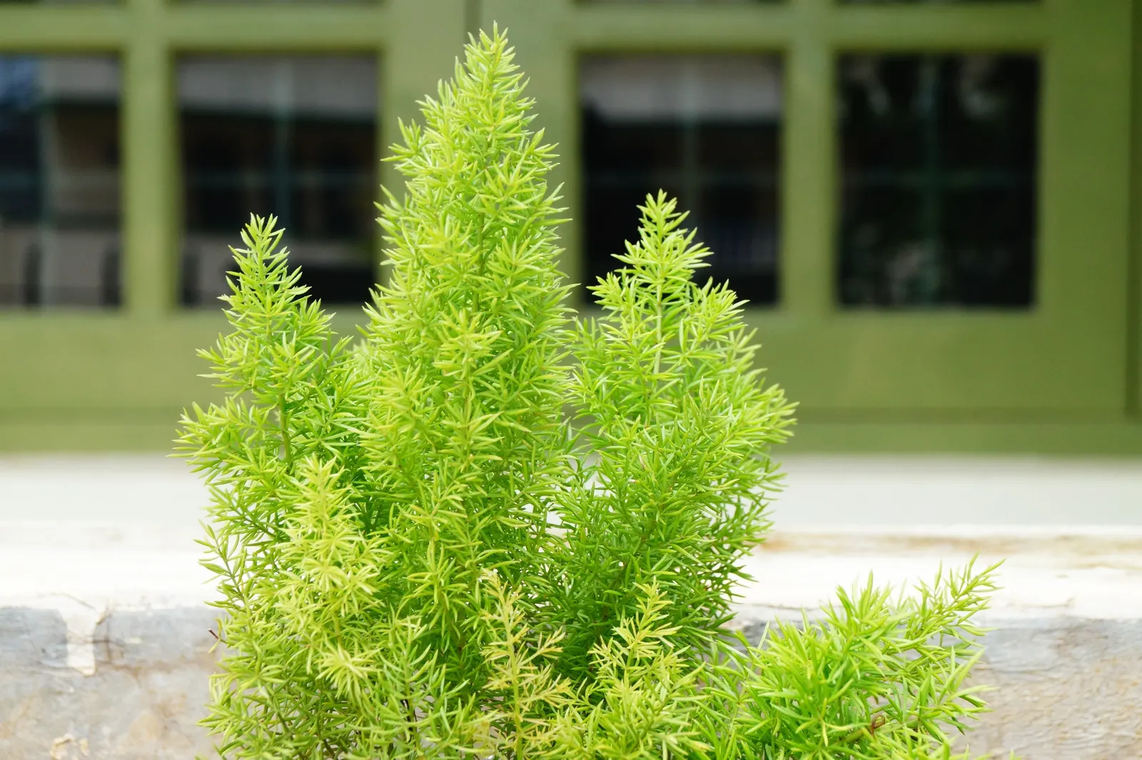 Fern Asparagus (Asparagus Setaceus) — Note, however, that the berries are toxic if ingested, and the plant is considered invasive in some regions, image 49