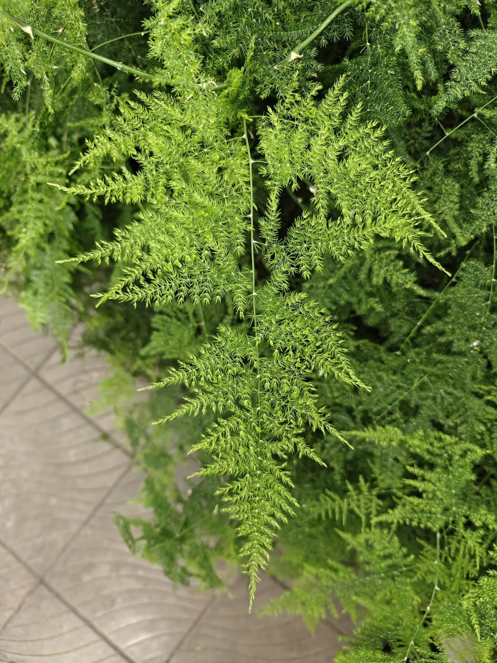 Fern Asparagus (Asparagus Setaceus) — This ornamental perennial thrives in USDA hardiness zones 9 to 11 and can reach up to 7-10 feet tall; the, image 69