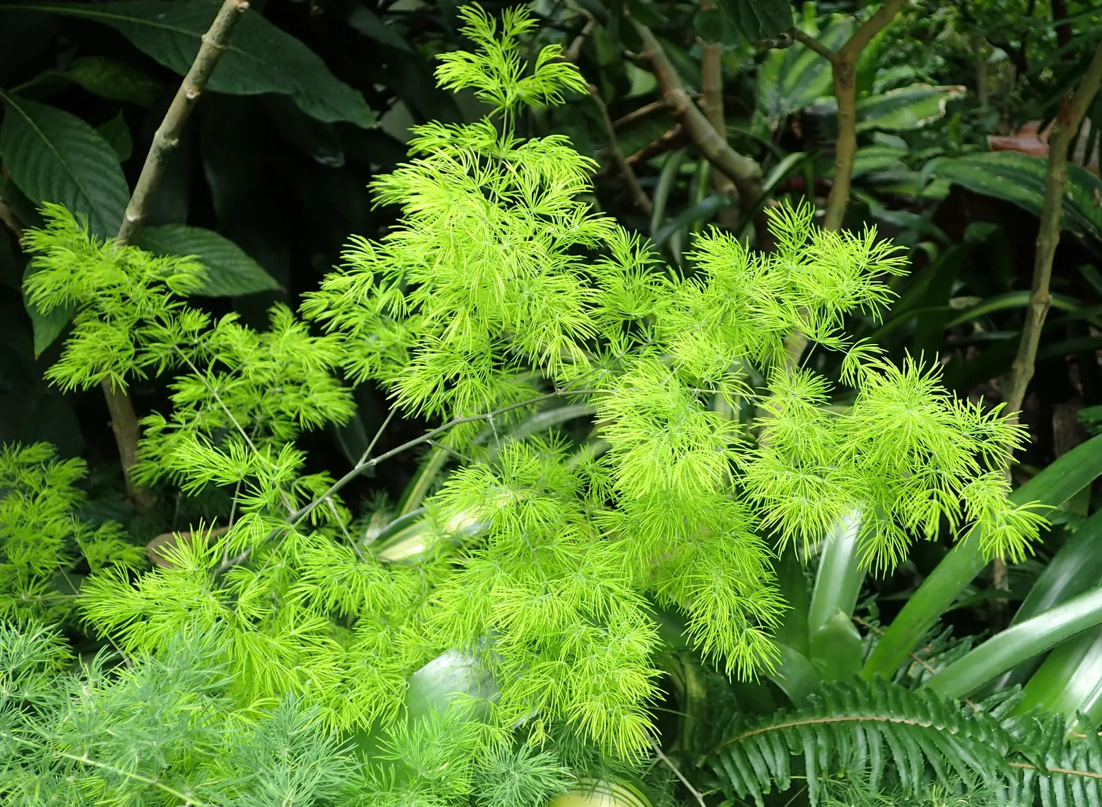 Fern Asparagus (Asparagus Setaceus) — so caution should be exercised if pets or small children are present in the garden space; and although drought-tolerant