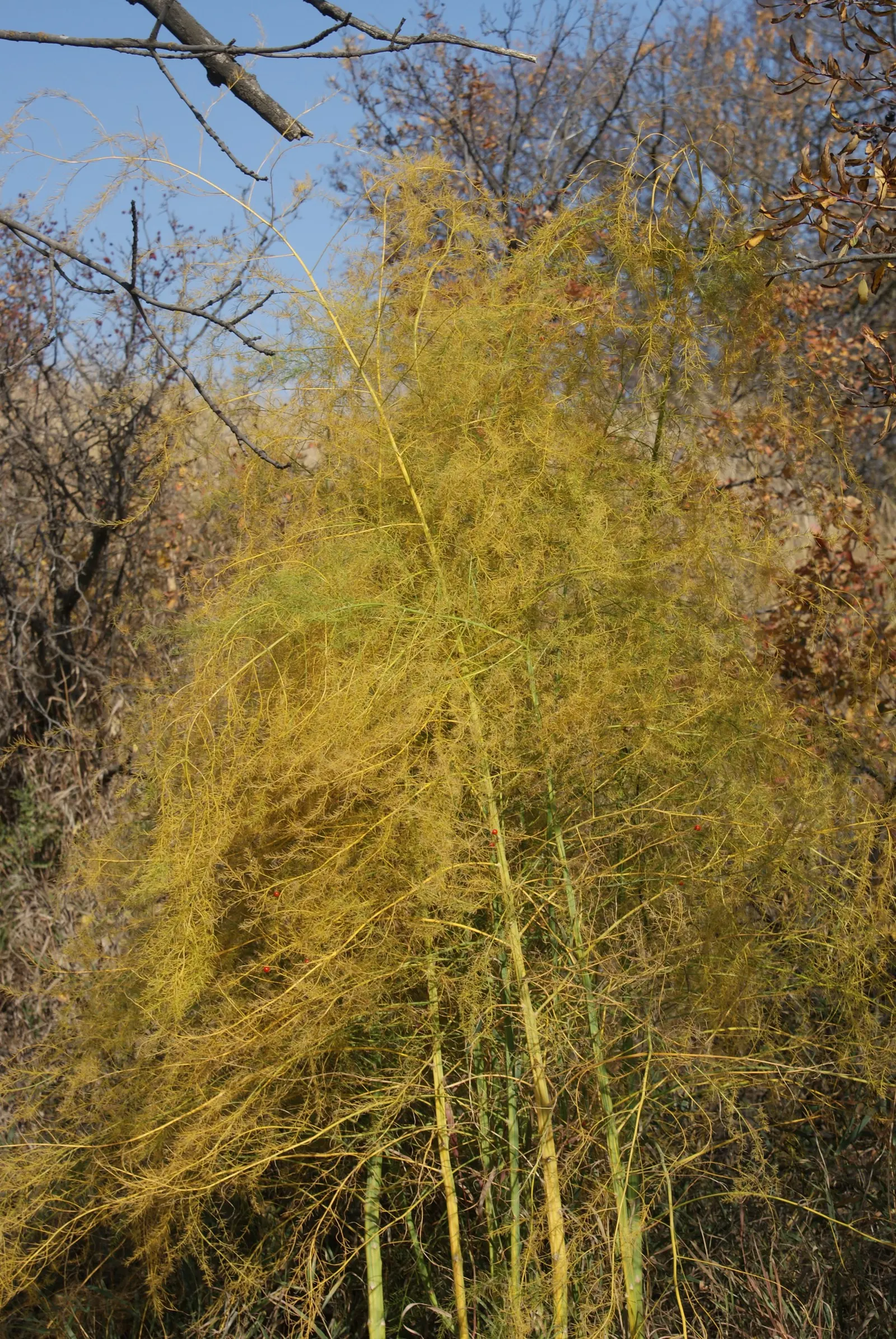 Fern Asparagus (Asparagus Setaceus) — which can lead to root rot.<br><br>When using Asparagus setaceus in landscape designs; care should be taken, image 59