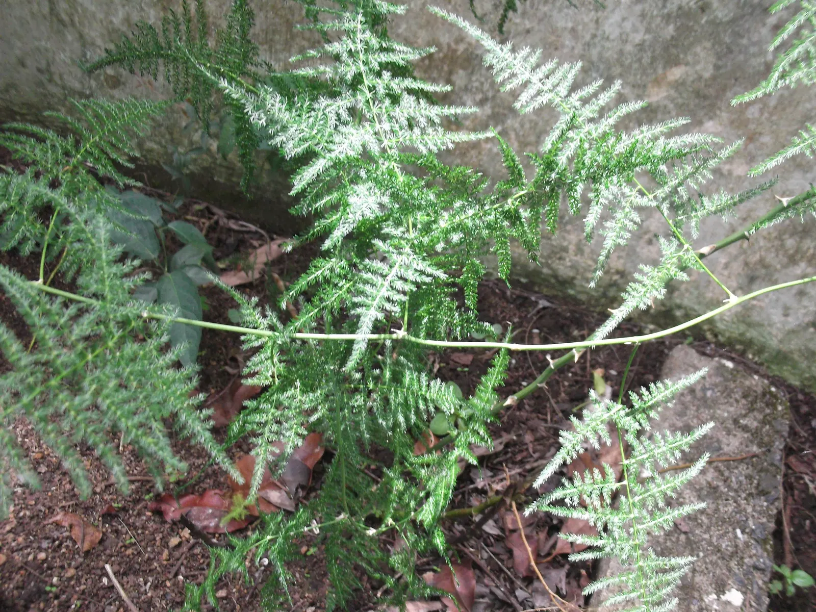 Fern Asparagus (Asparagus Setaceus) — commonly known as Fern Asparagus or Plumosa Fern; for individual care after planting, image 50