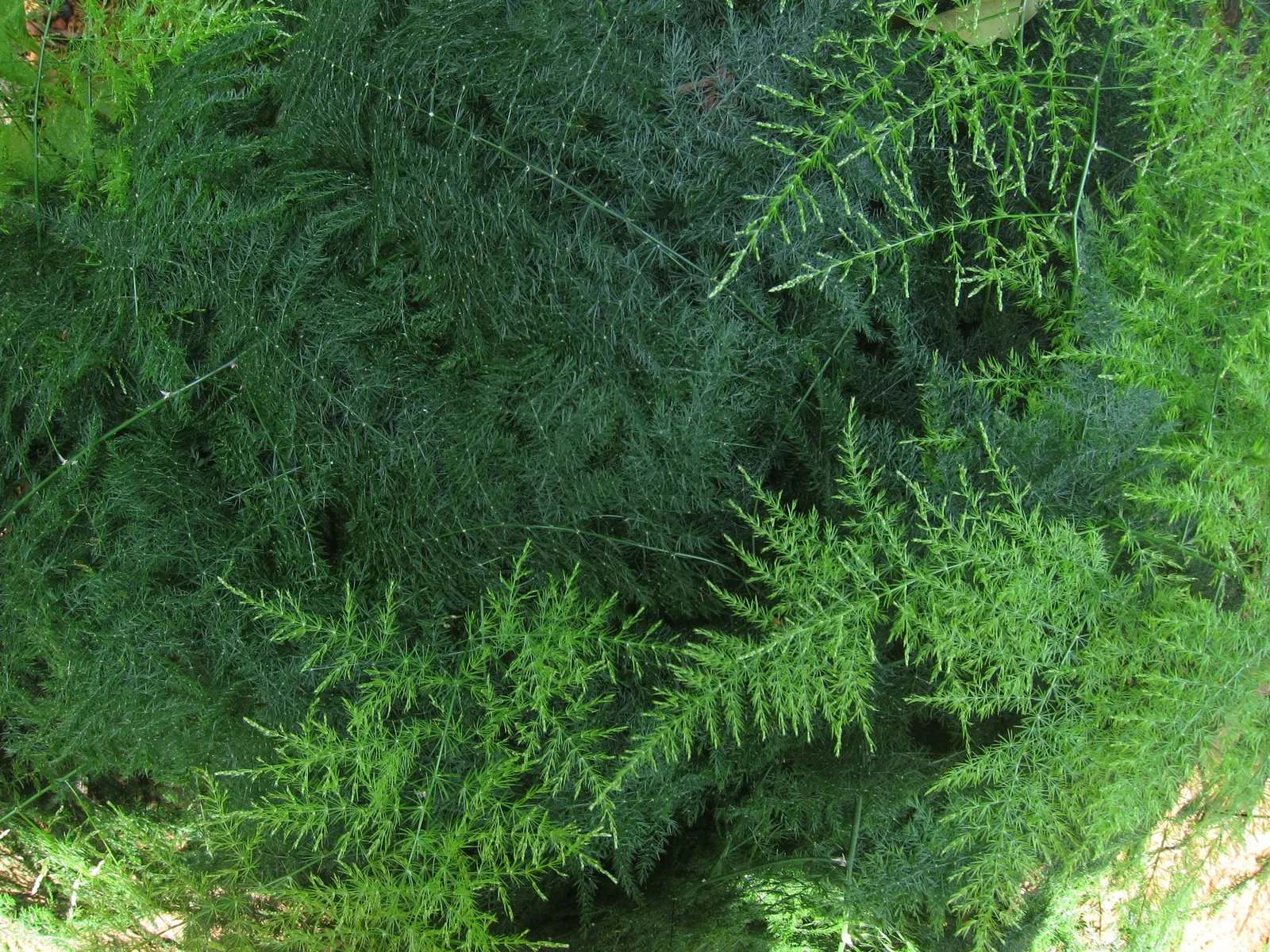 Fern Asparagus (Asparagus Setaceus) — Note, however, that the berries are toxic if ingested, and the plant is considered invasive in some regions, image 71