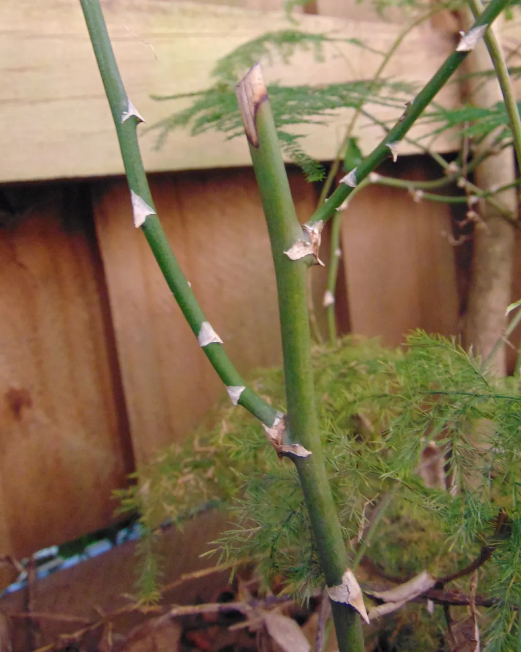 Fern Asparagus (Asparagus Setaceus) — making it an excellent choice for partly shaded landscape areas; commonly known as Fern Asparagus, image 76